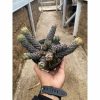 Haworthia Coarctata Cluster