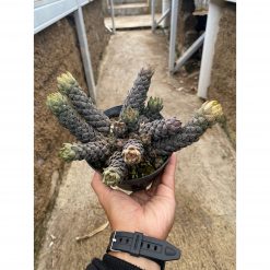 Haworthia Coarctata Cluster