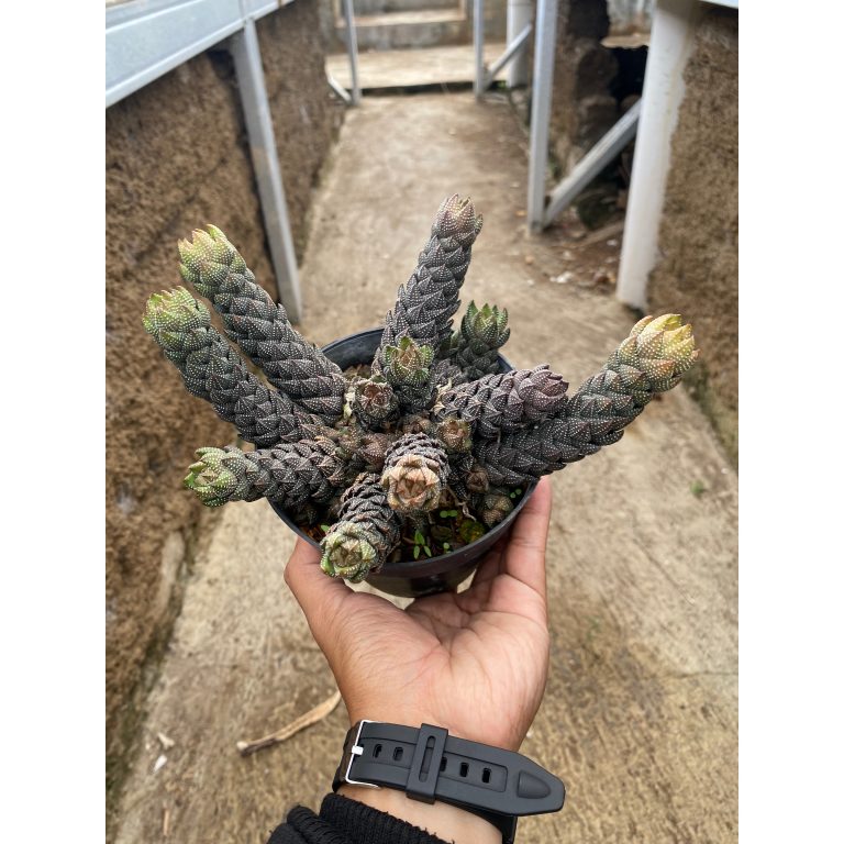 1592. Haworthia Coarctata Cluster