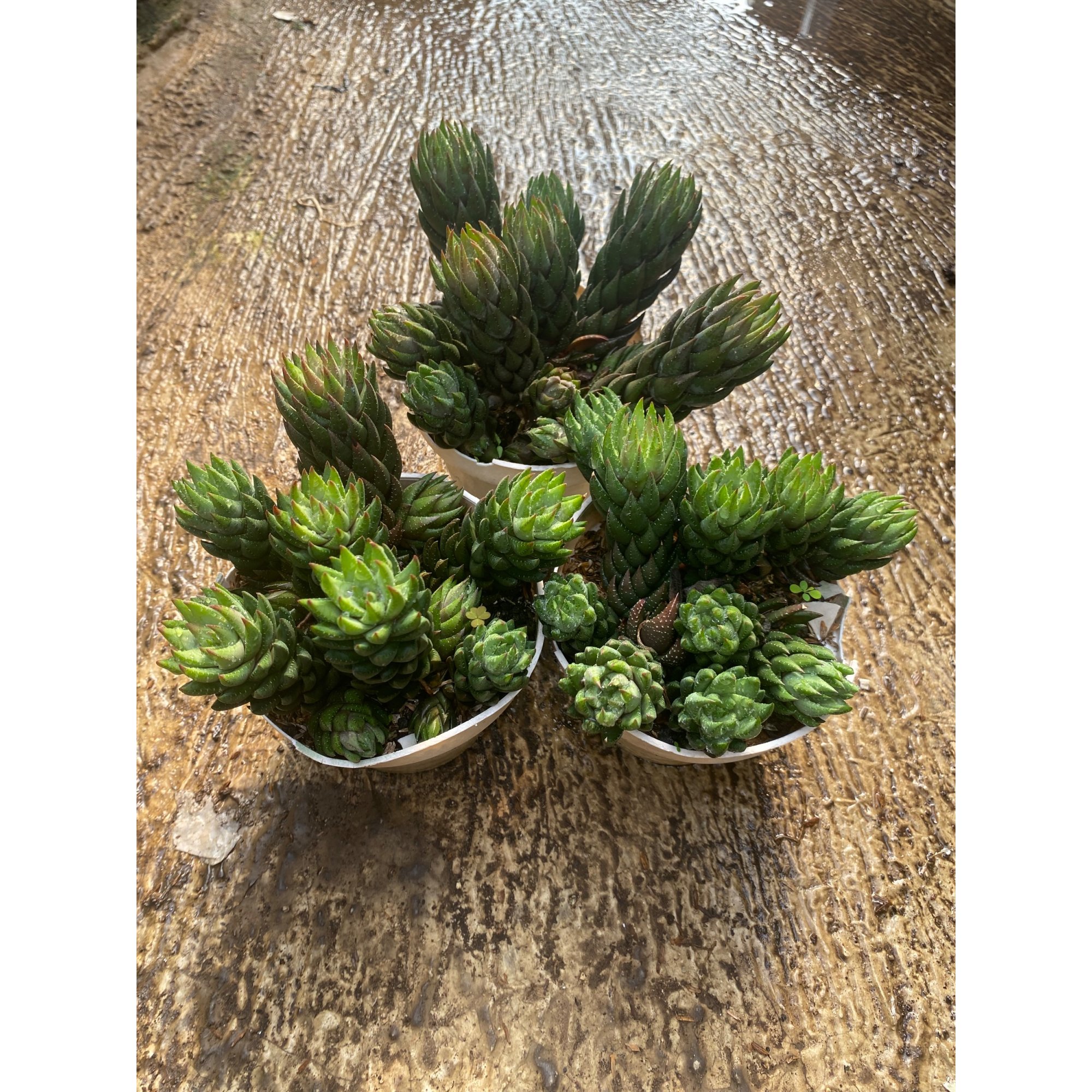 Haworthia Coarctata Fa. Greenii Cluster, real feature image plant. Picture taken directly from kaktus.id community Haworthia farmer green houses.