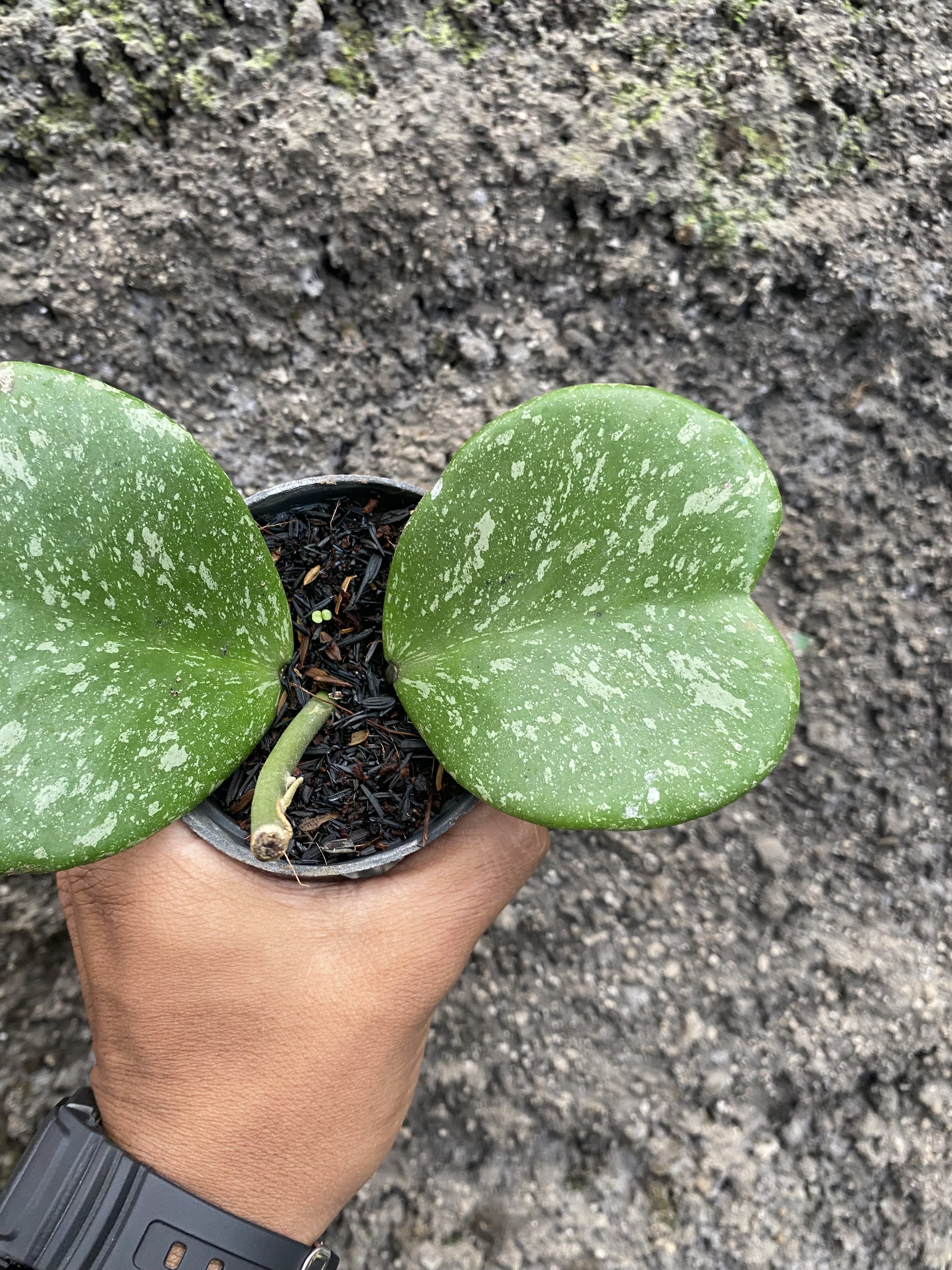 Hoya Kerrii Splash 2 Leaves, real gallery image #1 plants. Picture taken directly from kaktus.id community Hoya farmer green houses.