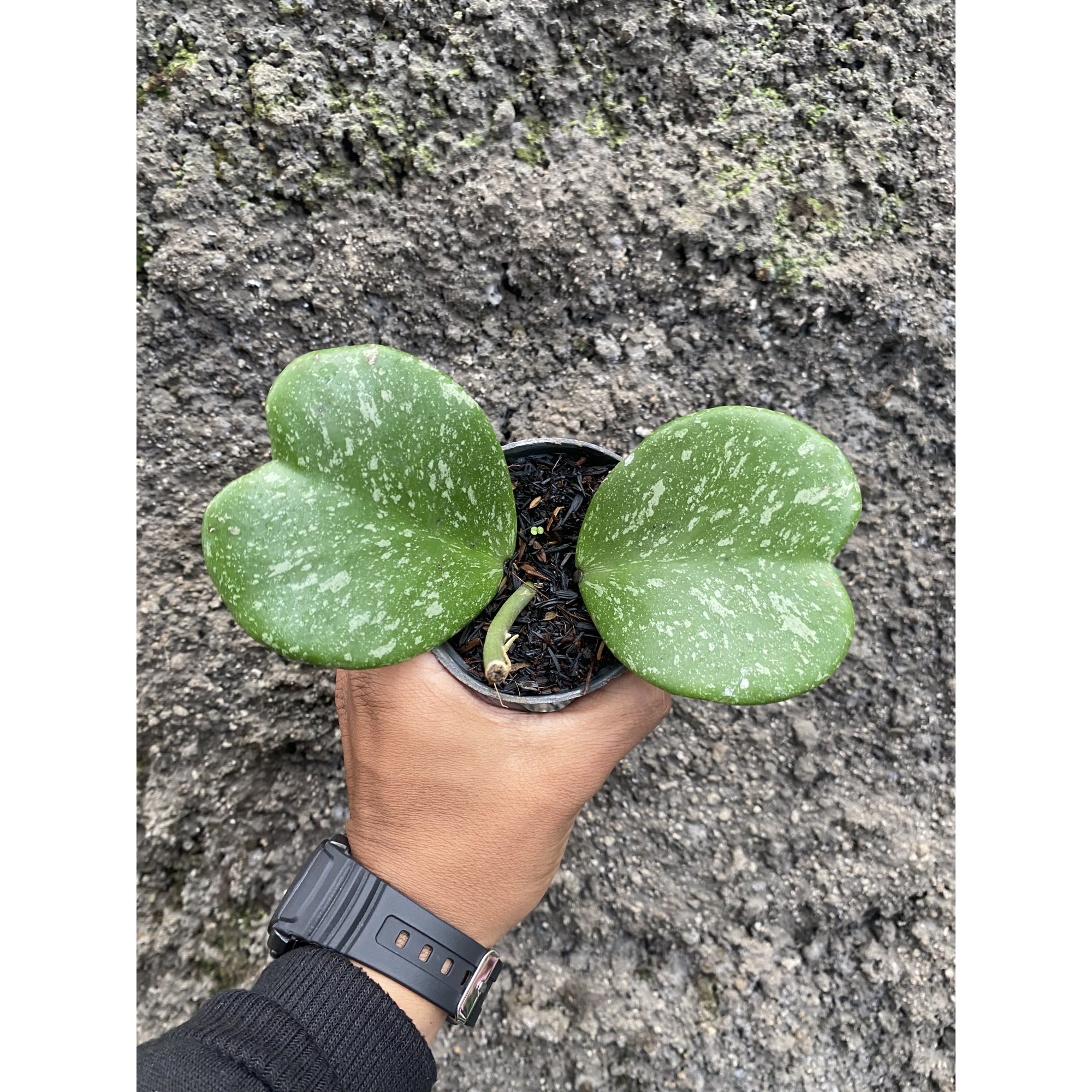Hoya Kerrii Splash 2 Leaves, real feature image plant. Picture taken directly from kaktus.id community Hoya farmer green houses.