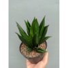 Sansevieria Black Angel, real feature image plant. Picture taken directly from kaktus.id community Sansevieria farmer green houses.