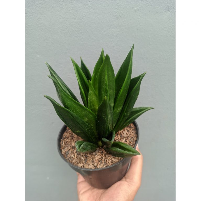 1454. Sansevieria Black Angel