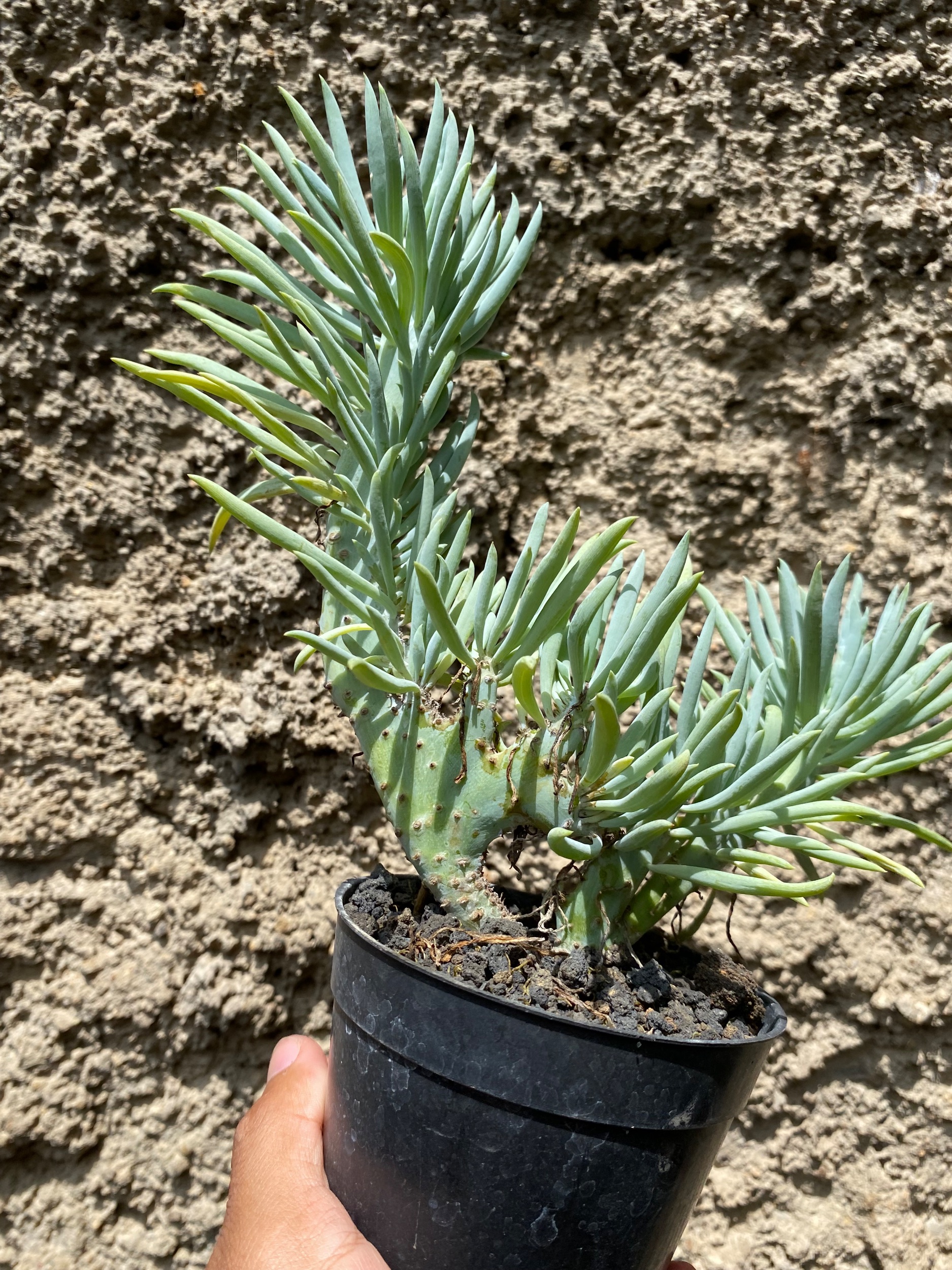 Senecio Vitalis Cristata, real gallery image #1 plants. Picture taken directly from kaktus.id community Senecio farmer green houses.