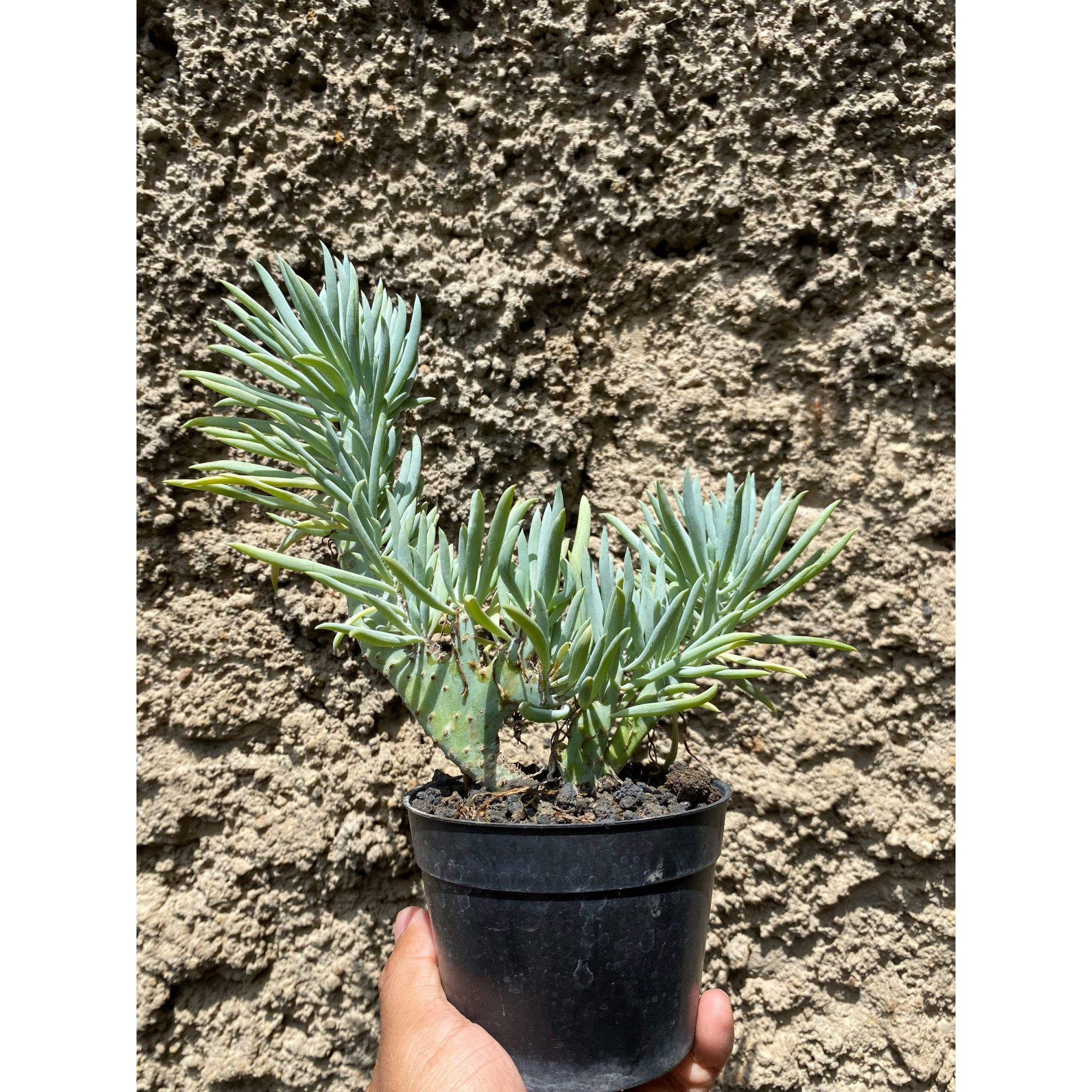 Senecio Vitalis Cristata, real feature image plant. Picture taken directly from kaktus.id community Senecio farmer green houses.