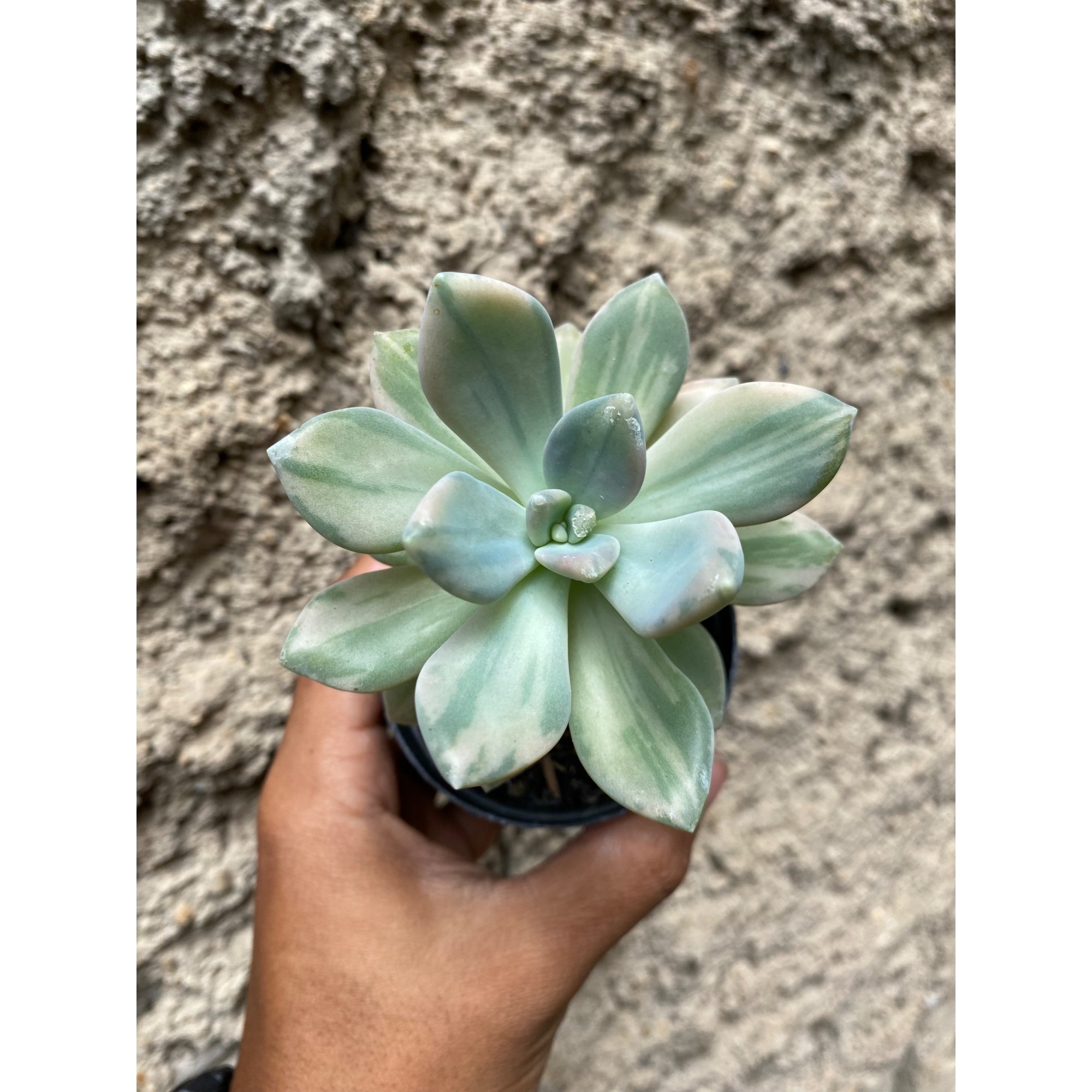 Pachyveria Pachyphytoides Variegated, real feature image plant. Picture taken directly from kaktus.id community Pachyveria farmer green houses.