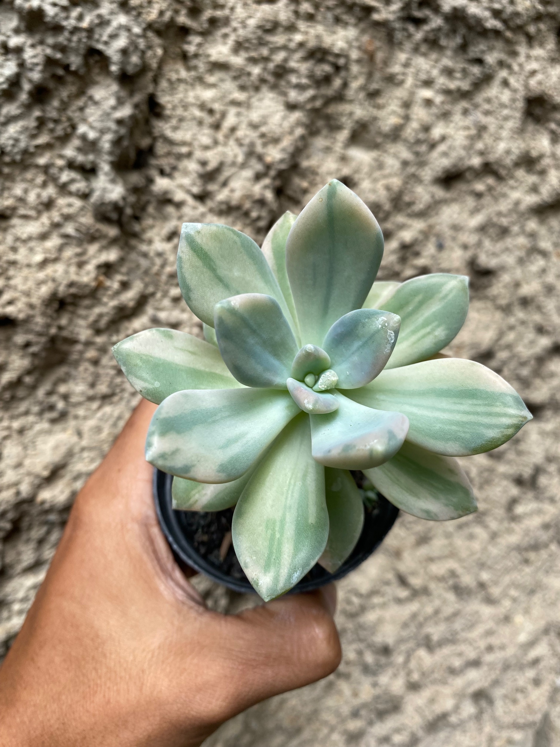 Pachyveria Pachyphytoides Variegated, real gallery image #1 plants. Picture taken directly from kaktus.id community Pachyveria farmer green houses.