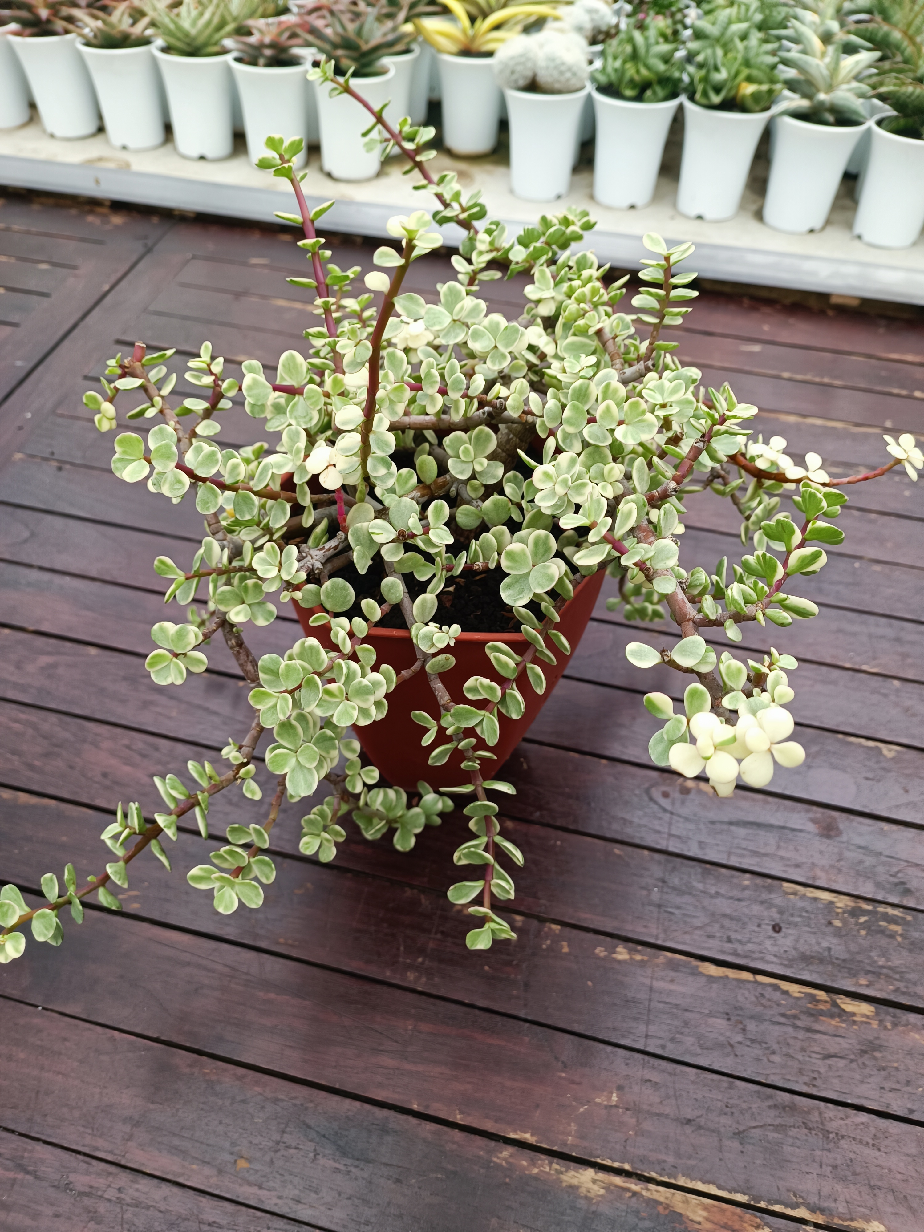Portulacaria Apra Variegated Bonsai, real gallery image #1 plants. Picture taken directly from kaktus.id community Portulacaria farmer green houses.