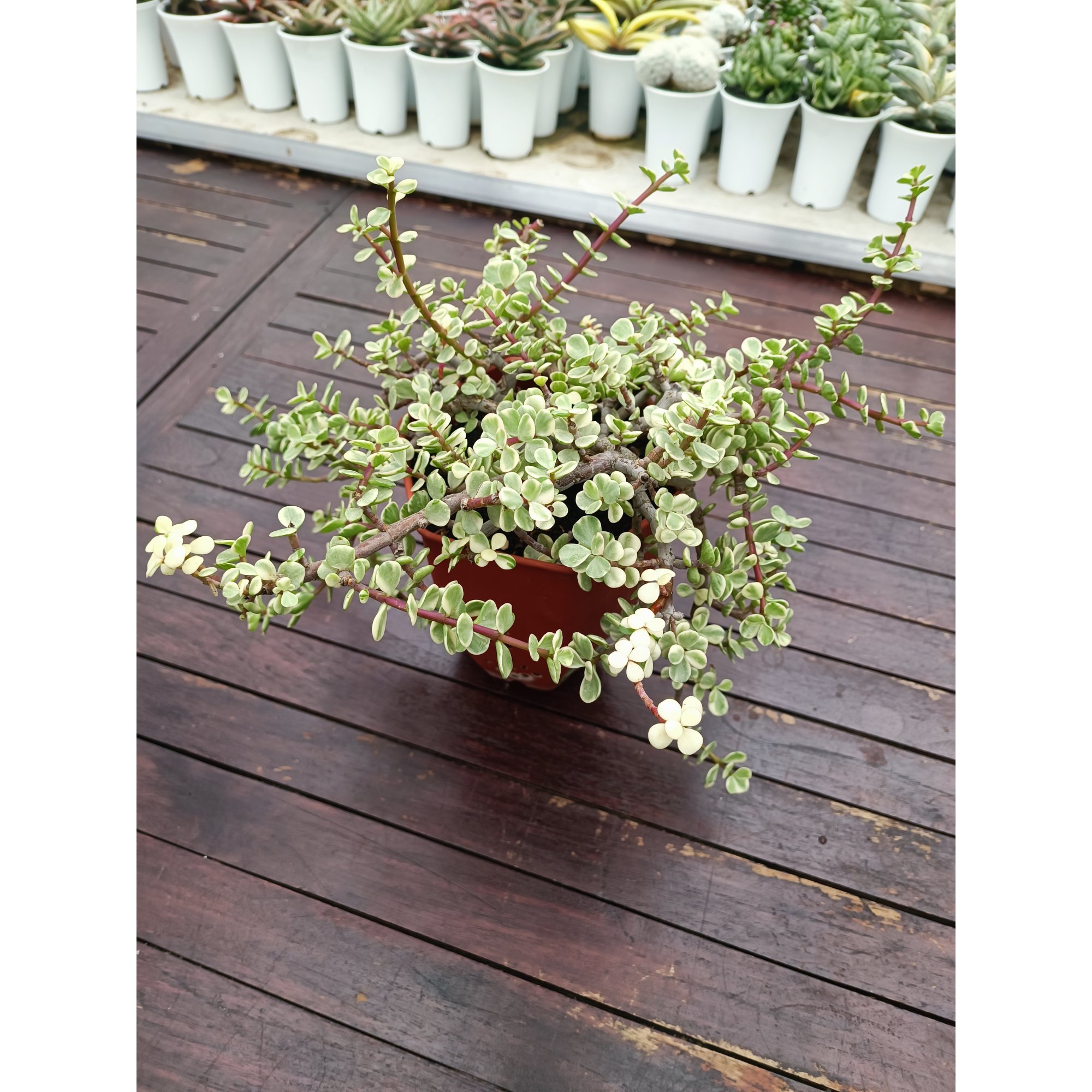 Portulacaria Apra Variegated Bonsai, real feature image plant. Picture taken directly from kaktus.id community Portulacaria farmer green houses.