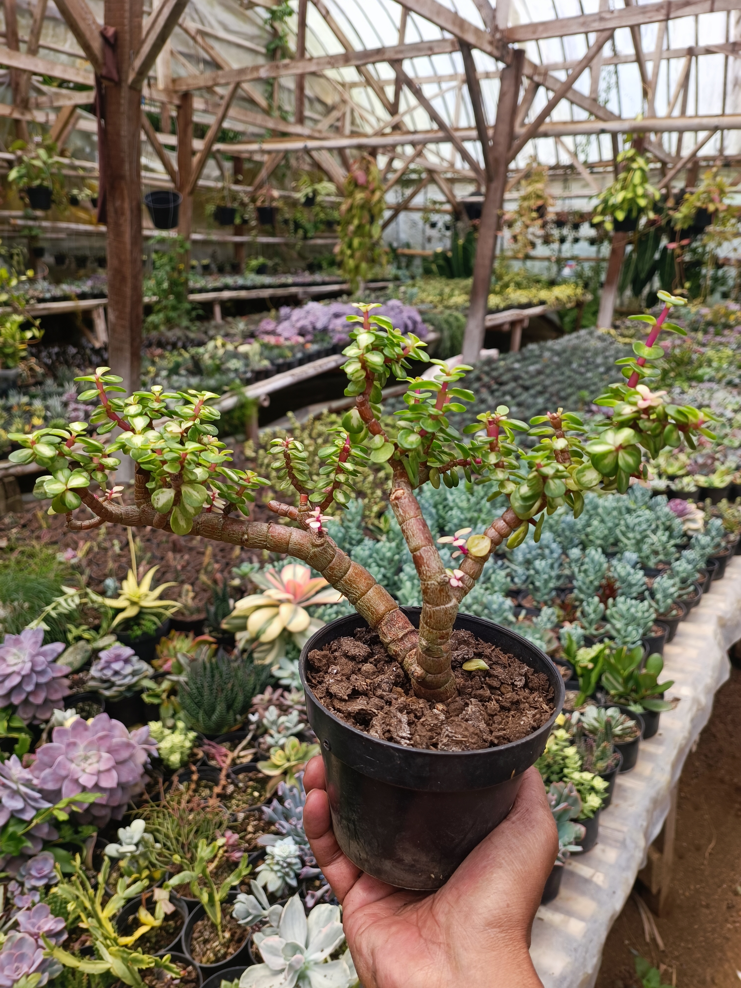 Portulacaria Apra Red Leaf Bonsai, real gallery image #1 plants. Picture taken directly from kaktus.id community Portulacaria farmer green houses.