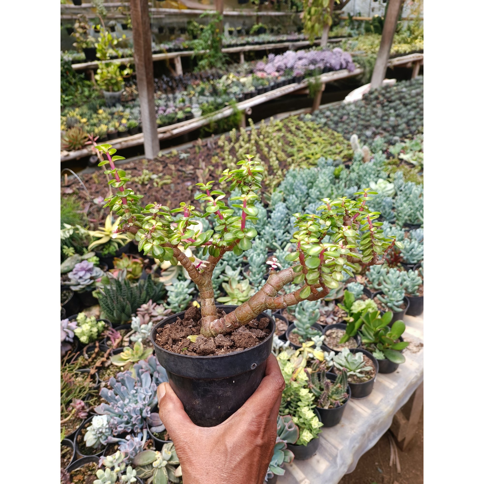 Portulacaria Apra Red Leaf Bonsai, real feature image plant. Picture taken directly from kaktus.id community Portulacaria farmer green houses.