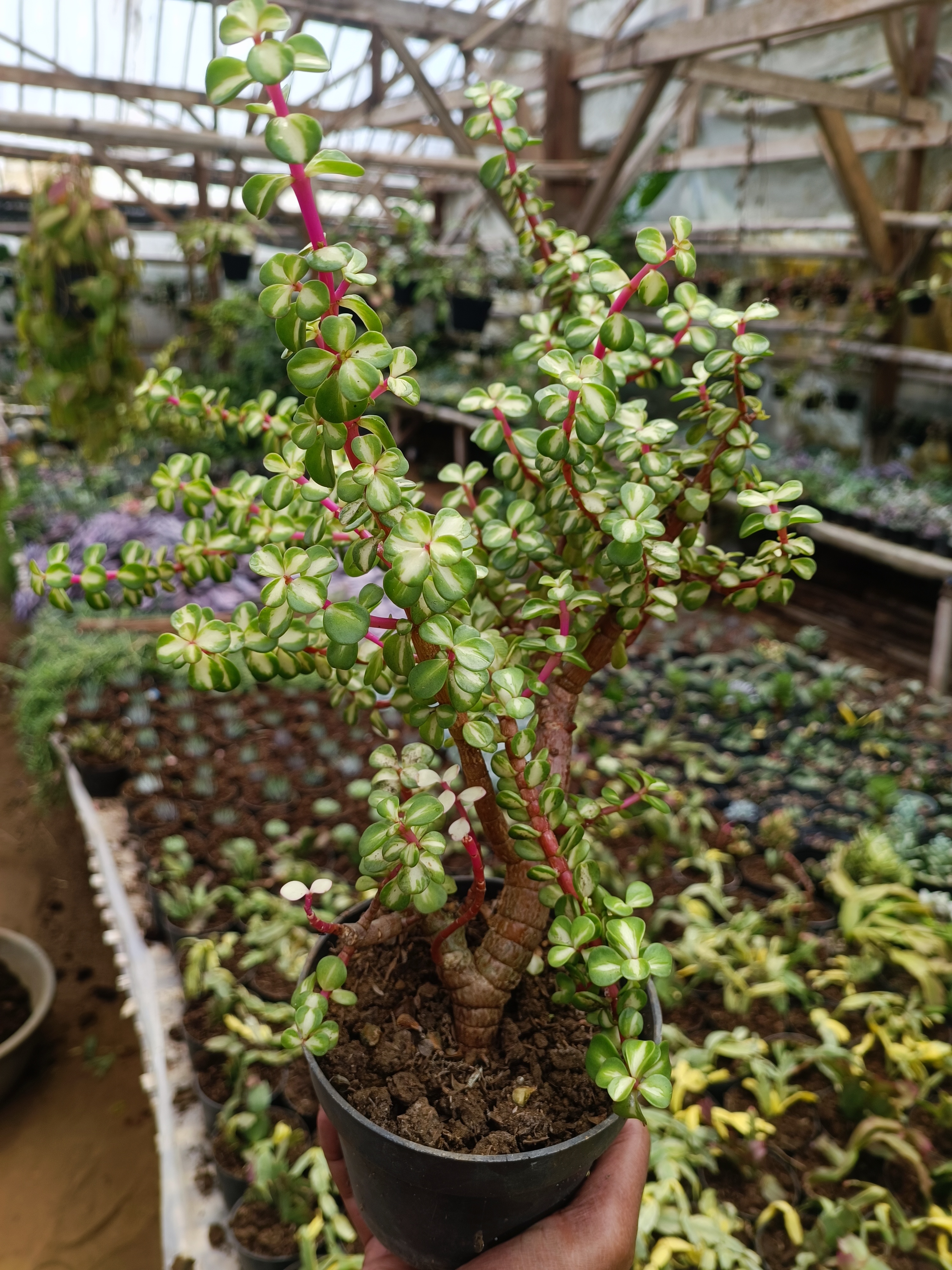 Portulacaria Apra Red Leaf Bonsai size 20 cm, real gallery image #1 plants. Picture taken directly from kaktus.id community Portulacaria farmer green houses.