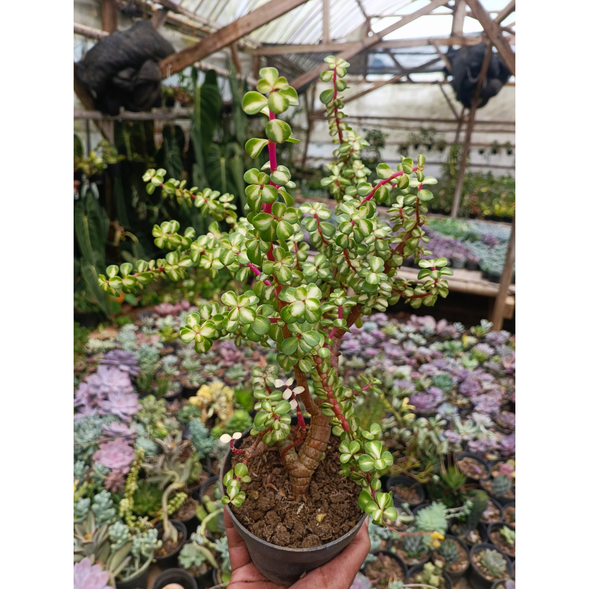 Portulacaria Apra Red Leaf Bonsai size 20 cm, real feature image plant. Picture taken directly from kaktus.id community Portulacaria farmer green houses.