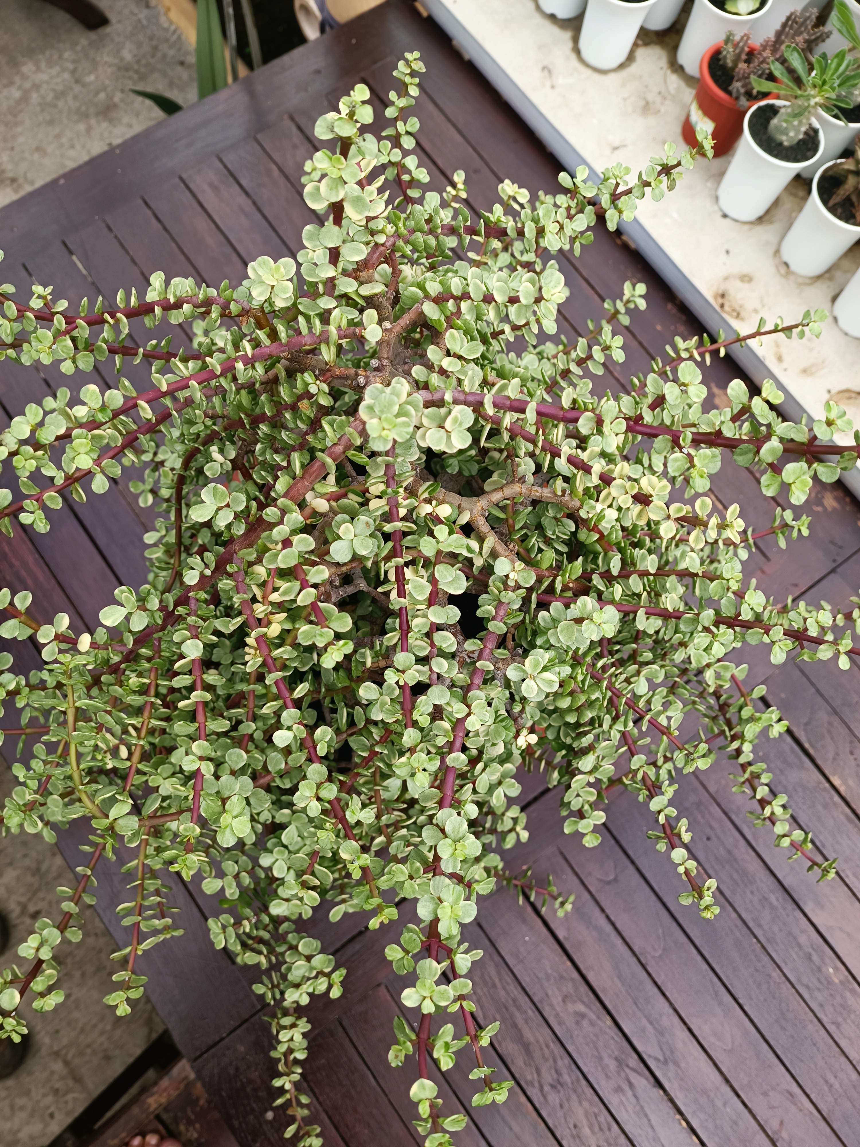 Portulacaria Apra Variegated Bonsai, real gallery image #1 plants. Picture taken directly from kaktus.id community Portulacaria farmer green houses.