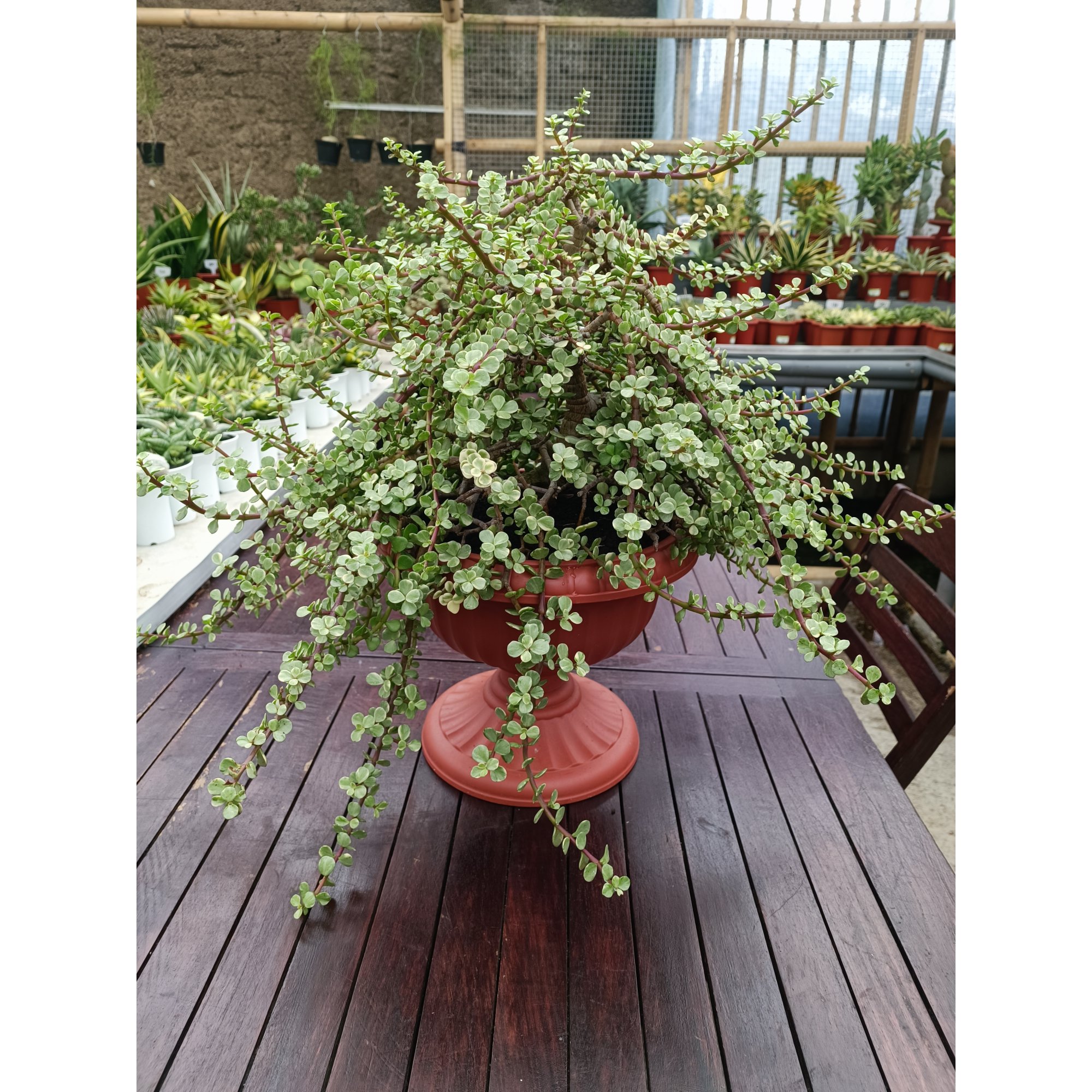 Portulacaria Apra Variegated Bonsai, real feature image plant. Picture taken directly from kaktus.id community Portulacaria farmer green houses.