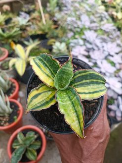Sansevieria Macrophylla Rossete Variegated, real gallery image #2 plants. Picture taken directly from kaktus.id community Sansevieria farmer green houses.