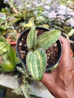 Sansevieria Macrophylla Rossete Variegated, real gallery image #3 plants. Picture taken directly from kaktus.id community Sansevieria farmer green houses.
