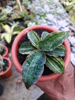 Sansevieria Macrophylla Rossete Variegated, real gallery image #1 plants. Picture taken directly from kaktus.id community Sansevieria farmer green houses.