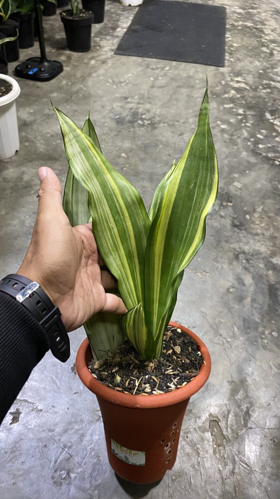 kaktus.id