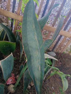 Sansevieria Masoniana Rusty Patterned, real gallery image #7 plants. Picture taken directly from kaktus.id community Sansevieria farmer green houses.