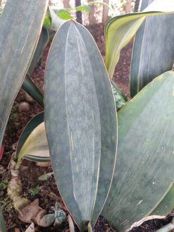 Sansevieria Masoniana Rusty Patterned, real gallery image #3 plants. Picture taken directly from kaktus.id community Sansevieria farmer green houses.