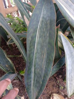 Sansevieria Masoniana Rusty Patterned, real gallery image #5 plants. Picture taken directly from kaktus.id community Sansevieria farmer green houses.
