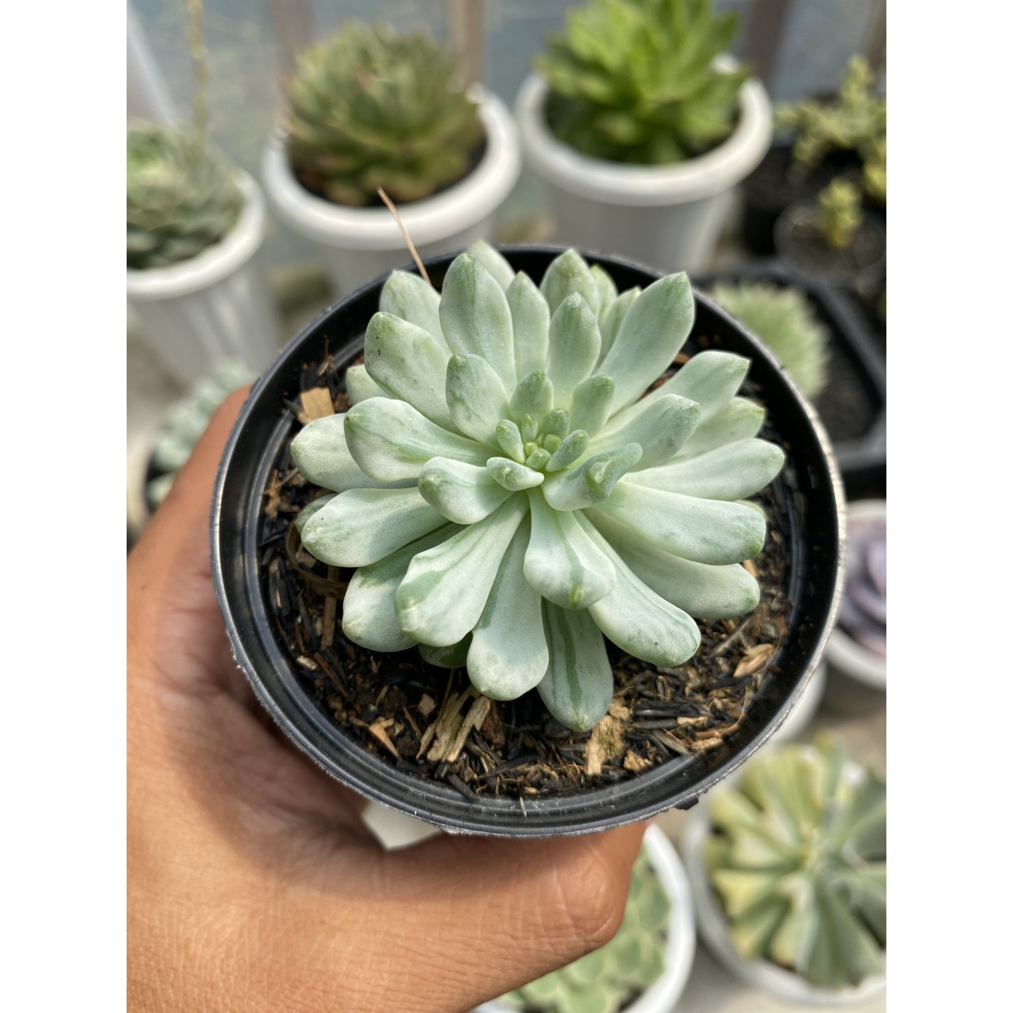 Sedeveria Blue Elf Variegated, real feature image plant. Picture taken directly from kaktus.id community Sedeveria farmer green houses.