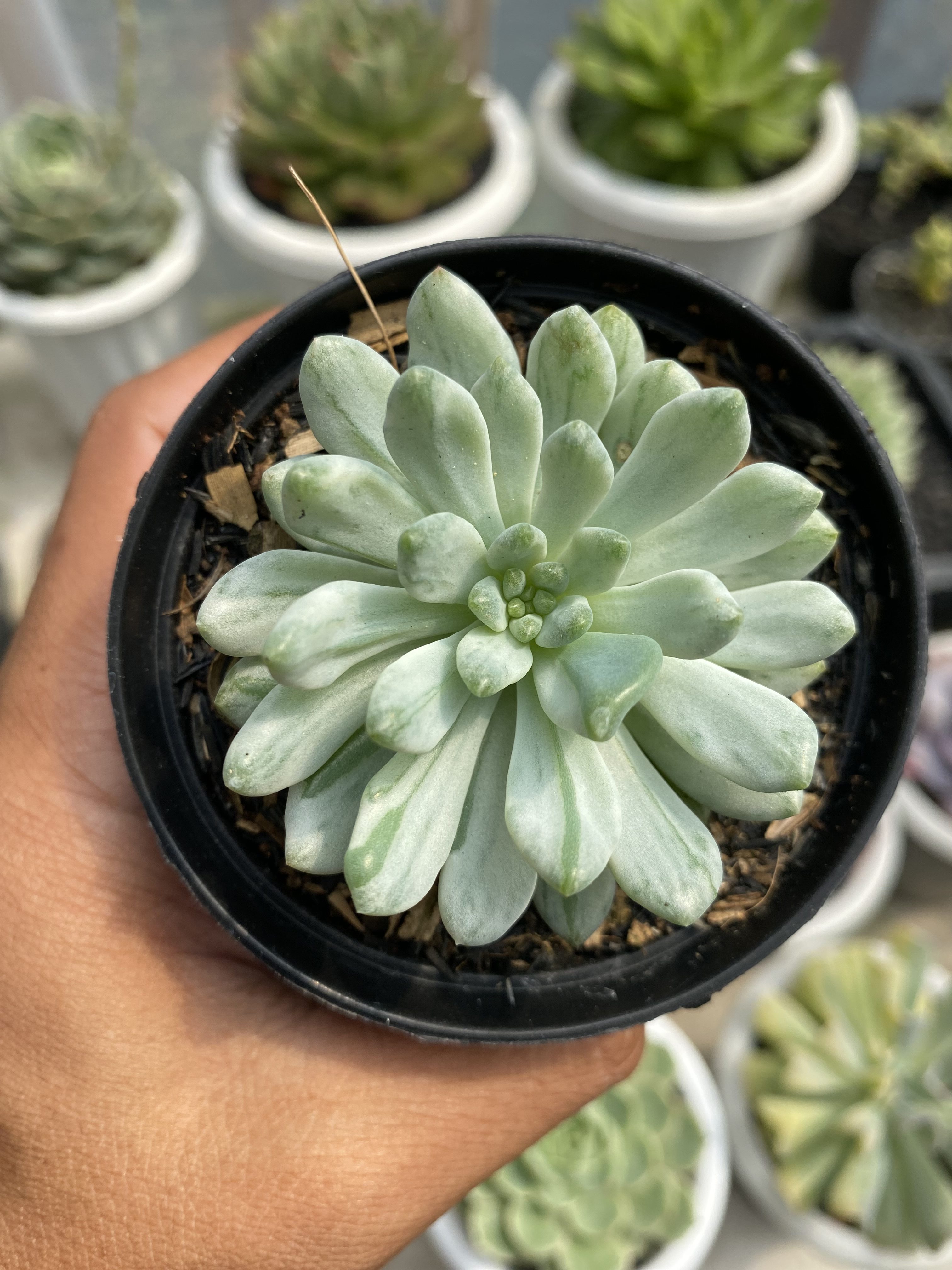 Sedeveria Blue Elf Variegated, real gallery image #1 plants. Picture taken directly from kaktus.id community Sedeveria farmer green houses.