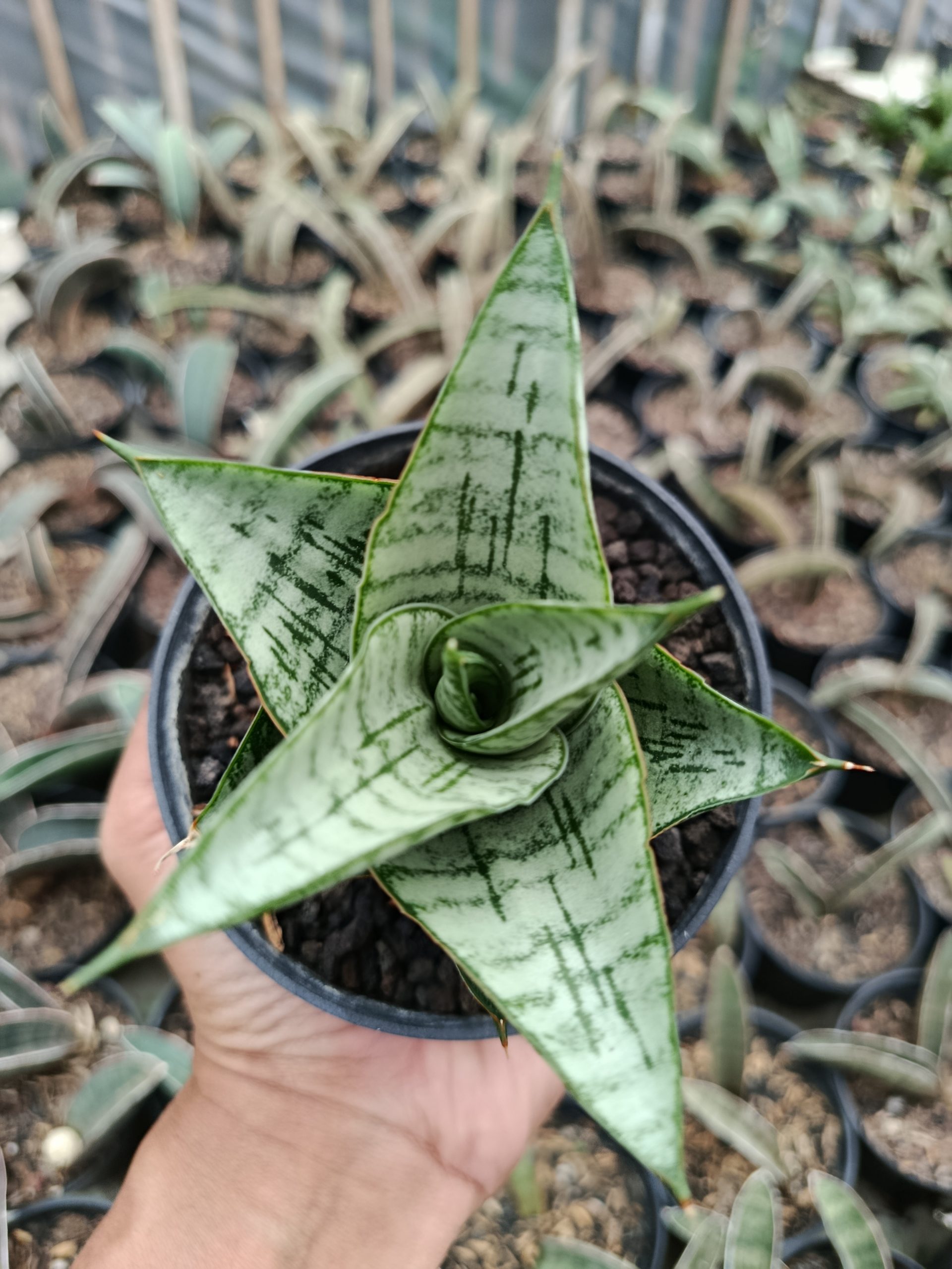 Sansevieria Athalia, real gallery image #1 plants. Picture taken directly from kaktus.id community Sansevieria farmer green houses.