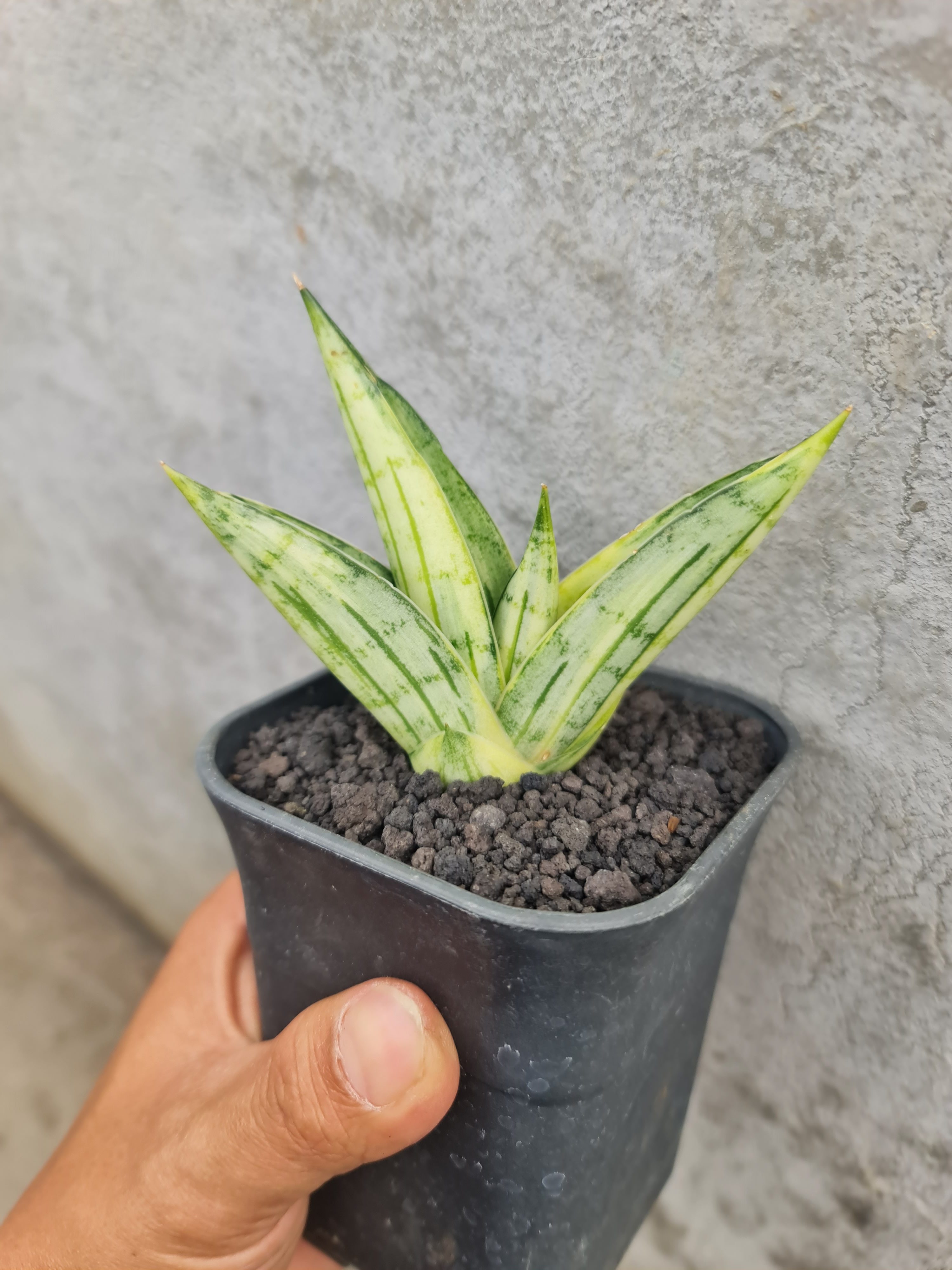 Sansevieria Manja Variegated, real gallery image #1 plants. Picture taken directly from kaktus.id community Sansevieria farmer green houses.