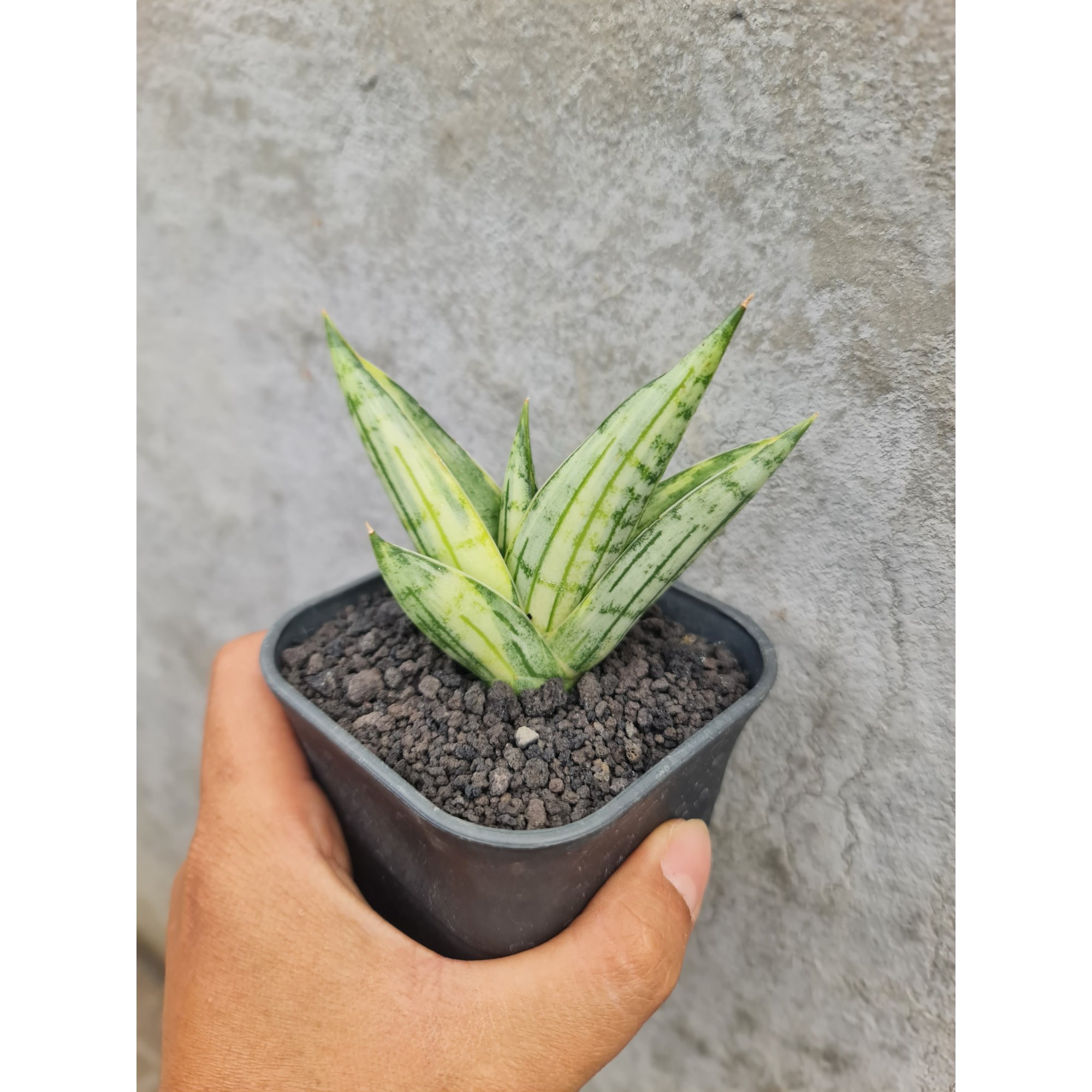 Sansevieria Manja Variegated, real feature image plant. Picture taken directly from kaktus.id community Sansevieria farmer green houses.