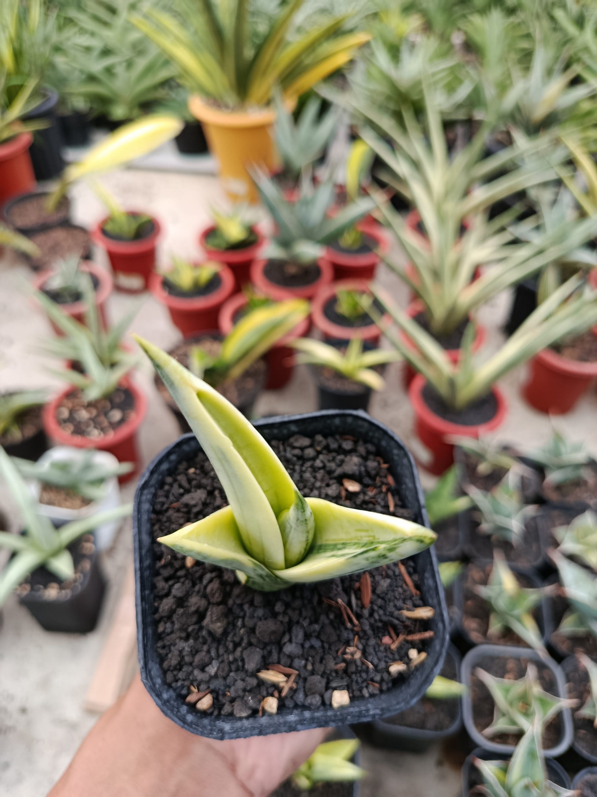 Sansevieria Manja White Variegated, real gallery image #1 plants. Picture taken directly from kaktus.id community Sansevieria farmer green houses.