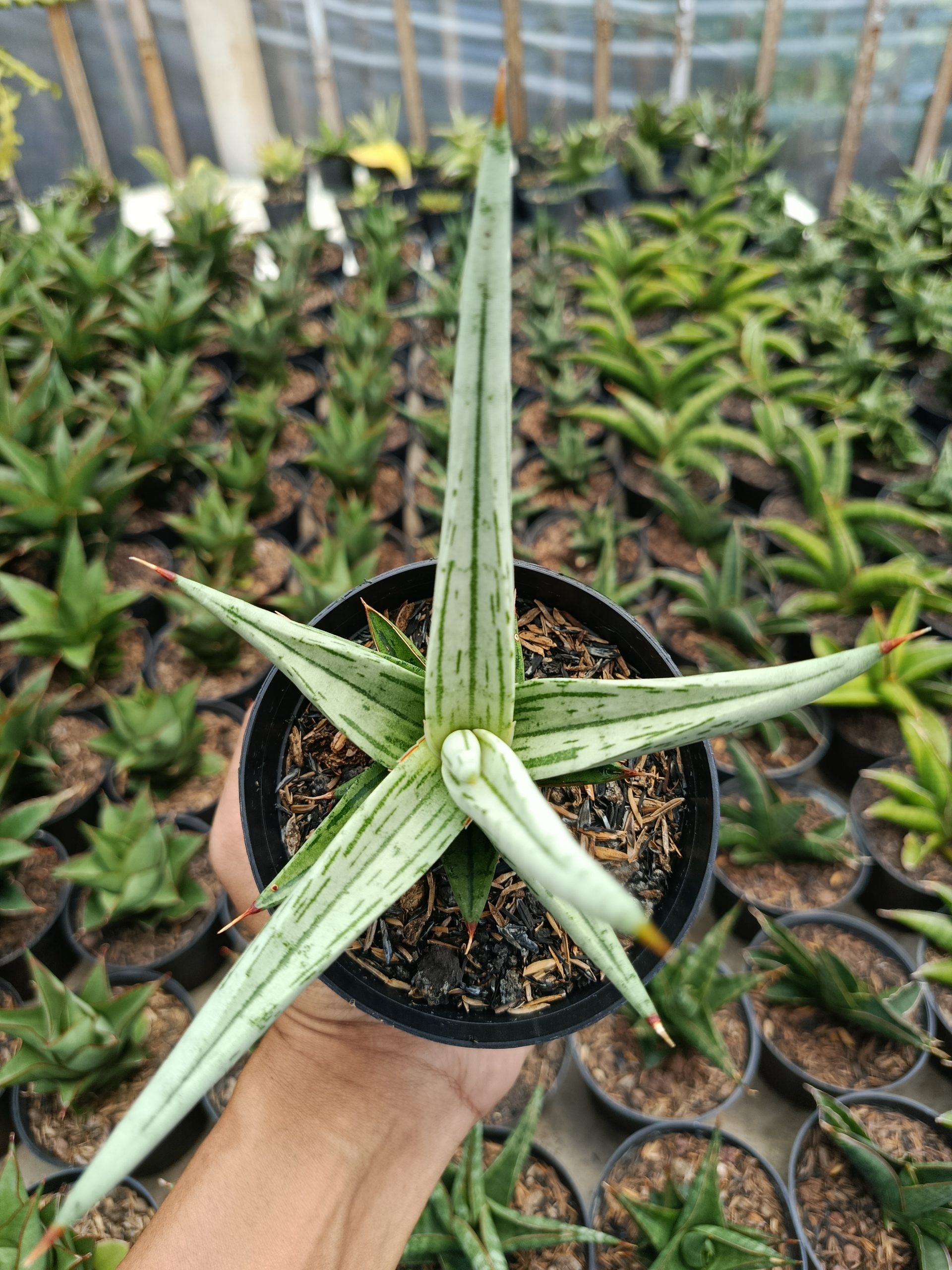 Sansevieria Quentin Hybrid size 14 cm, real gallery image #1 plants. Picture taken directly from kaktus.id community Sansevieria farmer green houses.
