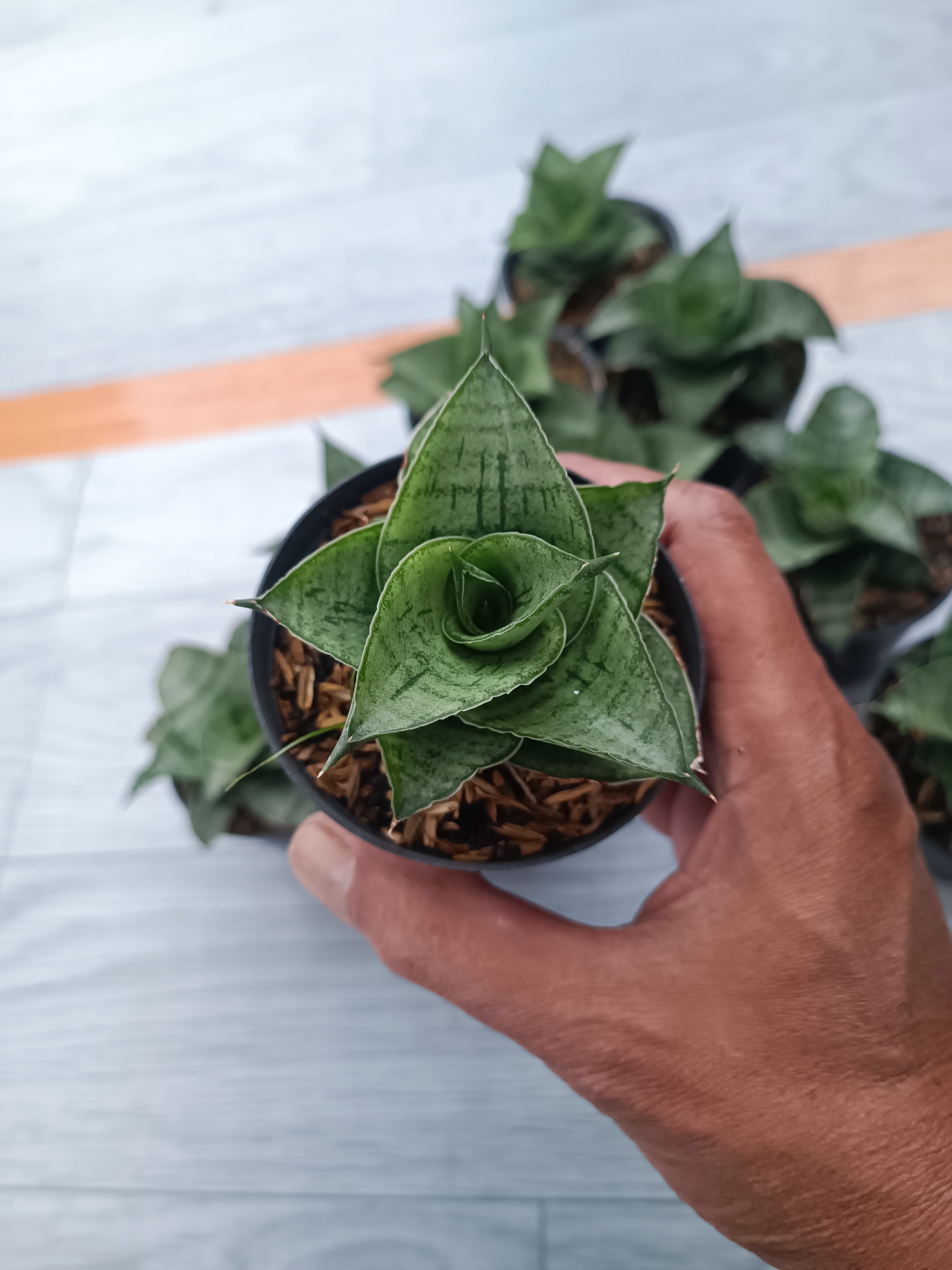 Sansevieria Agata Size 8 Cm 10 Pcs, real gallery image #1 plants. Picture taken directly from kaktus.id community Sansevieria farmer green houses.