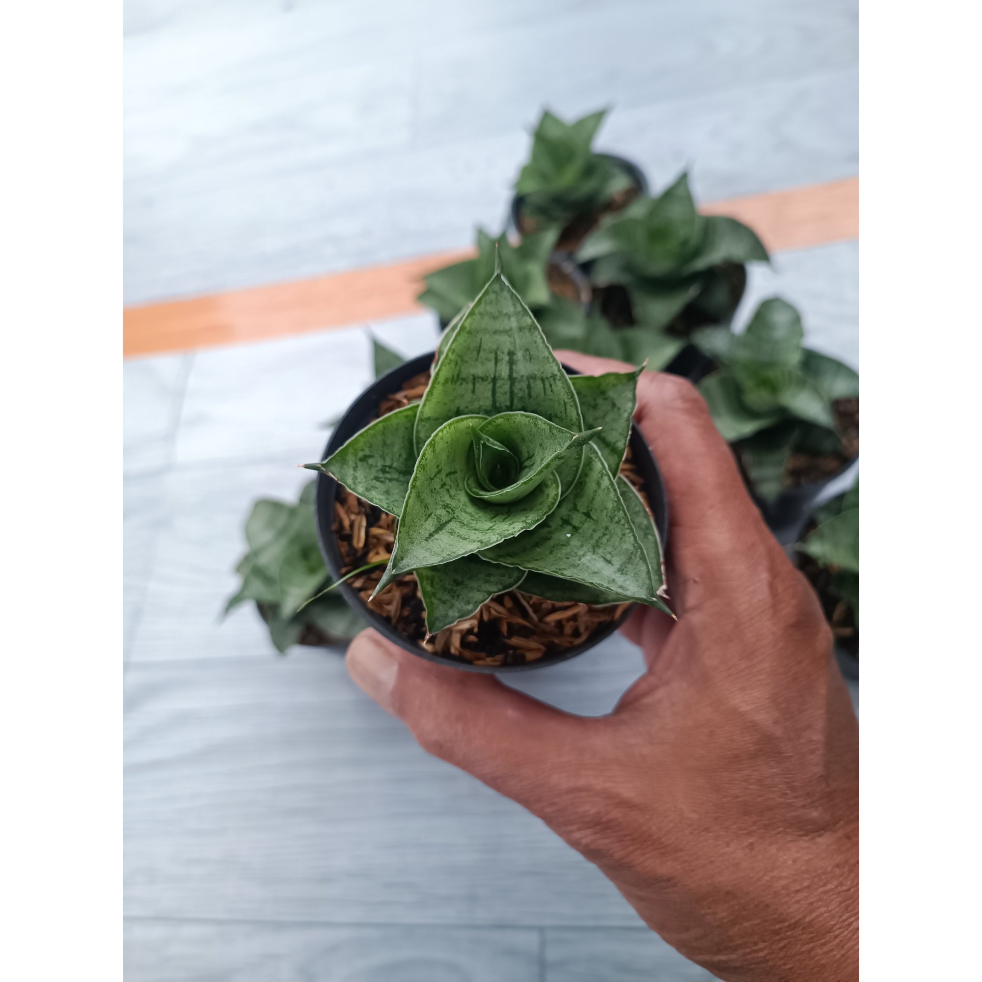 Sansevieria Agata Size 8 Cm 10 Pcs