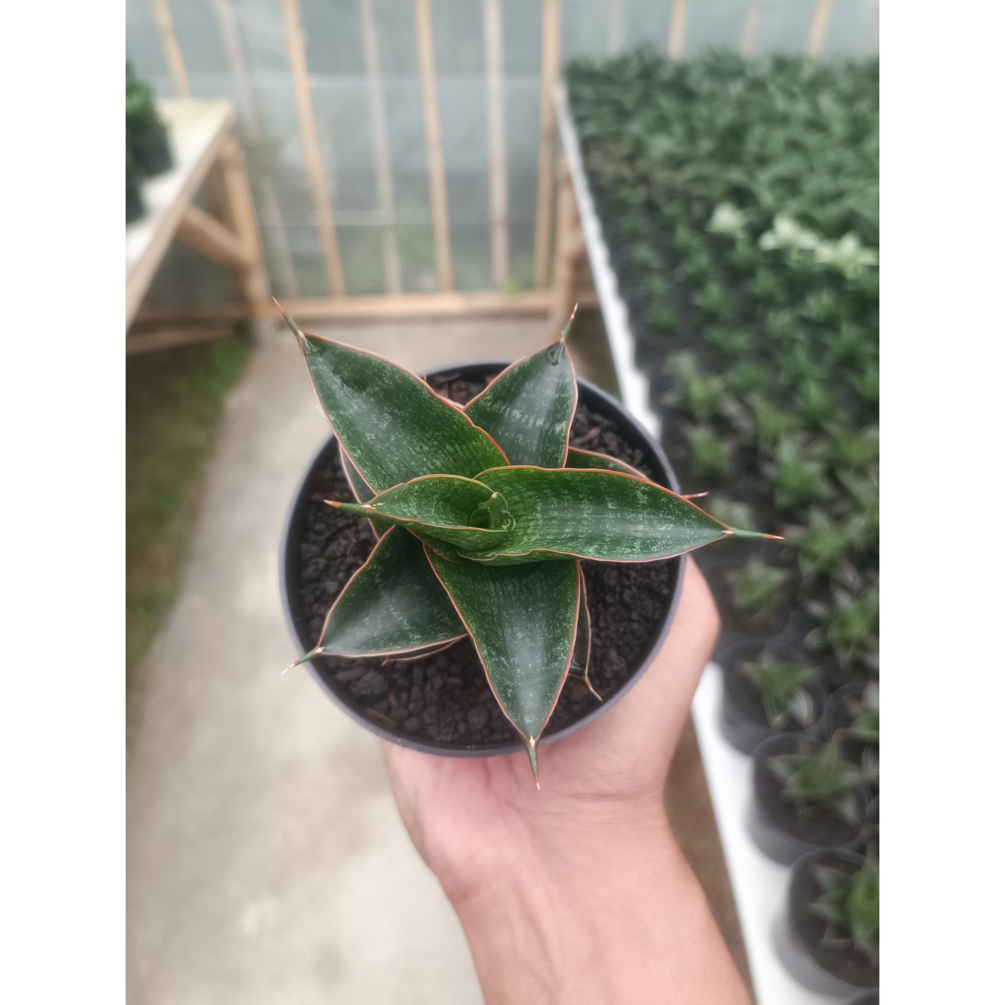 Sansevieria Aizha, real feature image plant. Picture taken directly from kaktus.id community Sansevieria farmer green houses.