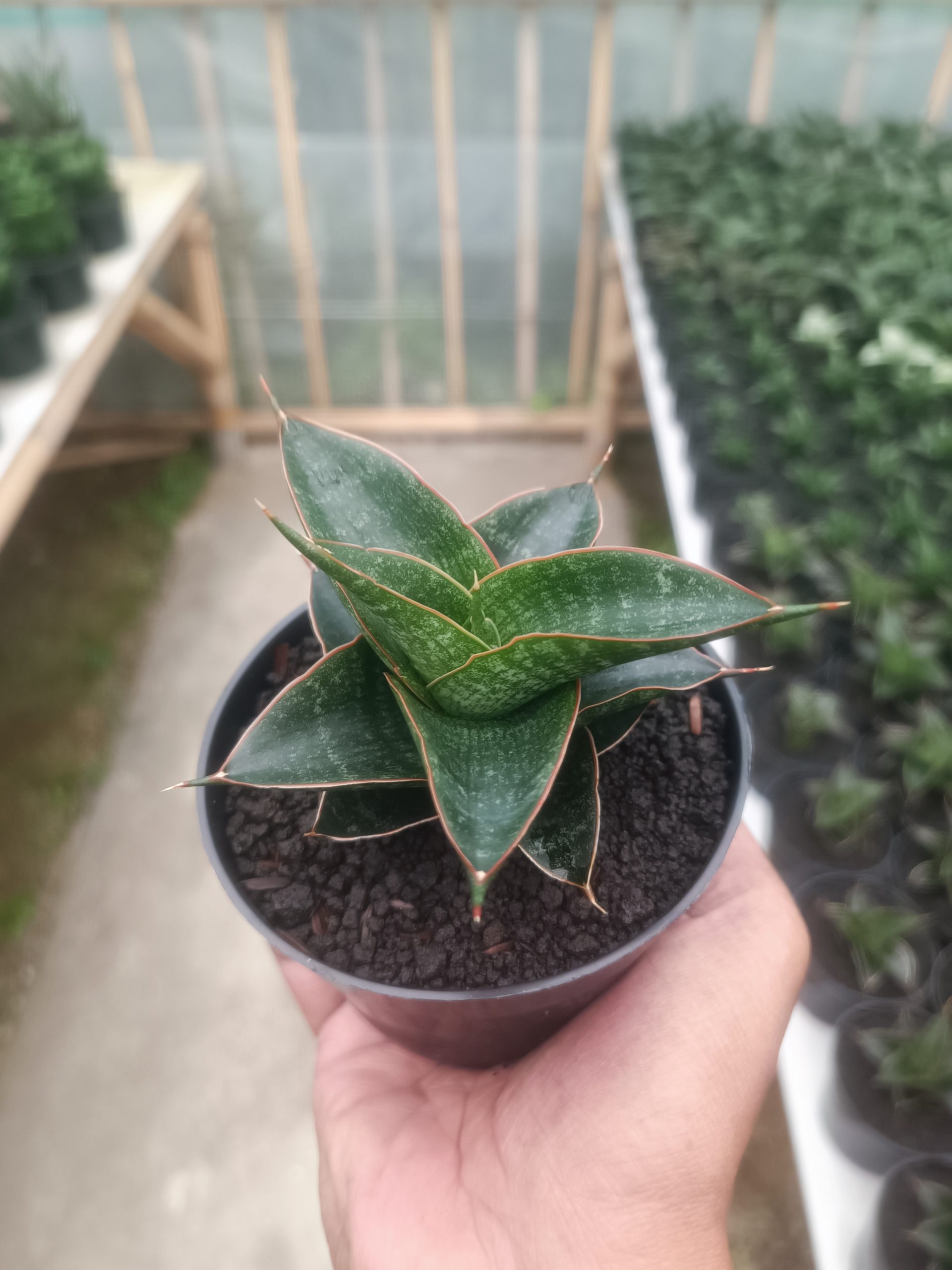 Sansevieria Aizha, real gallery image #1 plants. Picture taken directly from kaktus.id community Sansevieria farmer green houses.