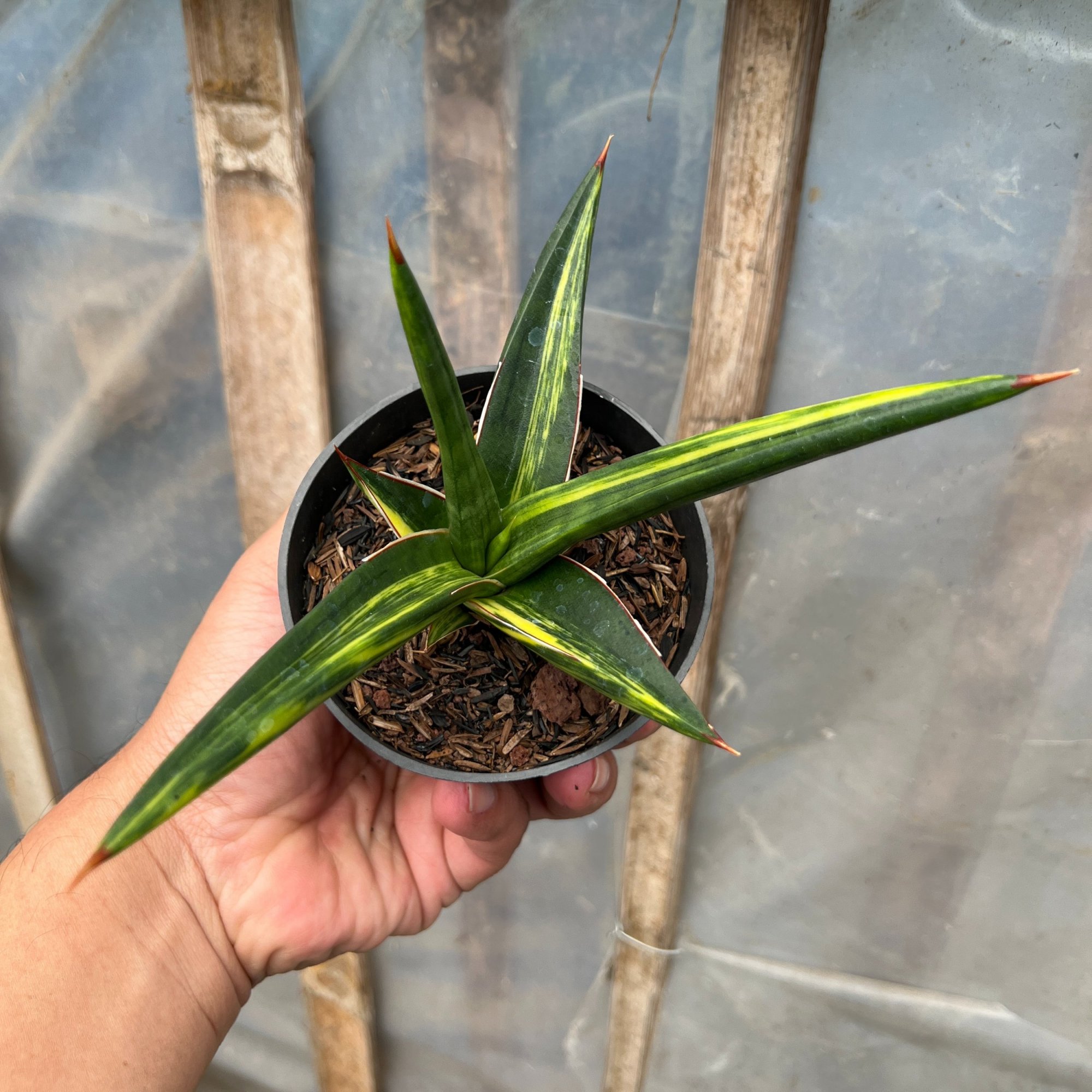 Sansevieria All Night Star Yellow Variegated, real feature image plant. Picture taken directly from kaktus.id community Sansevieria farmer green houses.