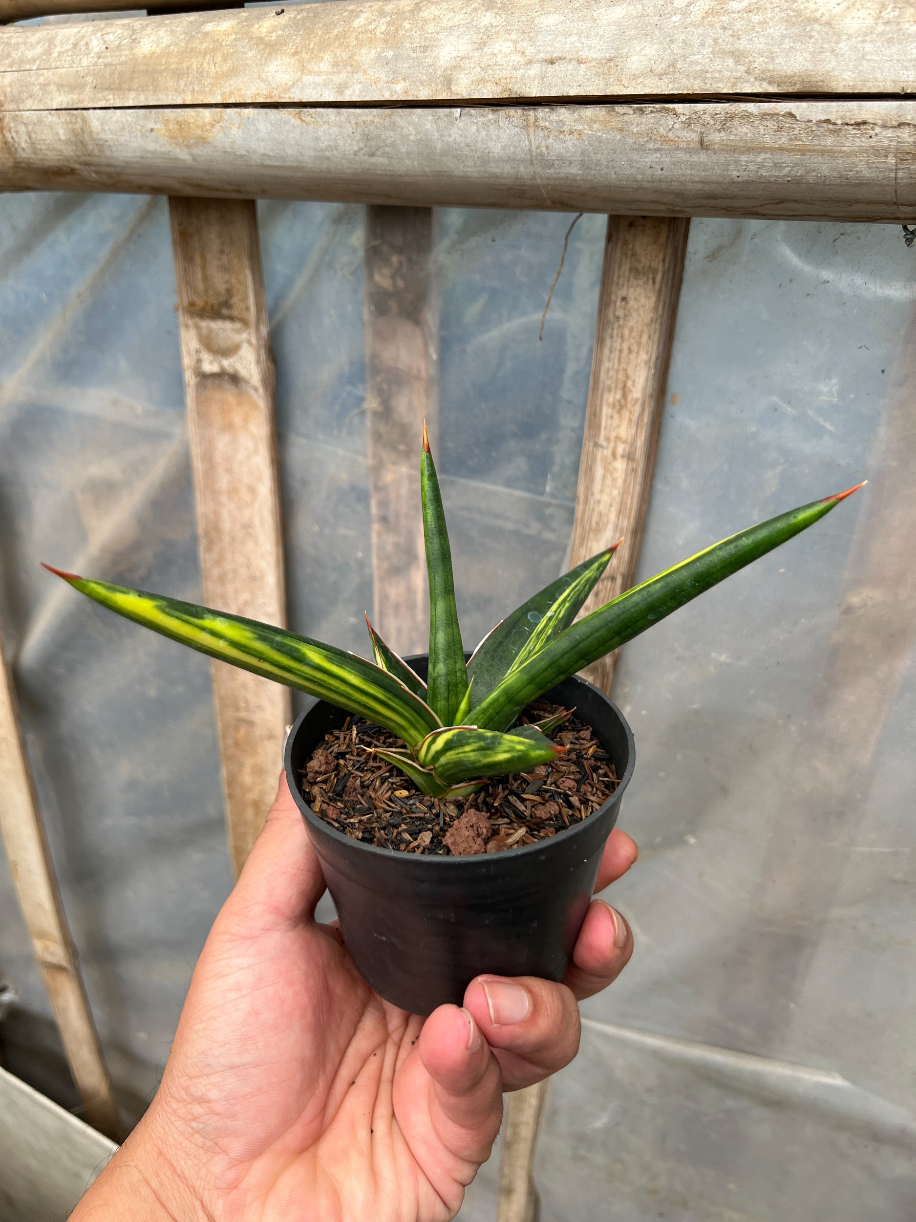 Sansevieria All Night Star Yellow Variegated, real gallery image #1 plants. Picture taken directly from kaktus.id community Sansevieria farmer green houses.