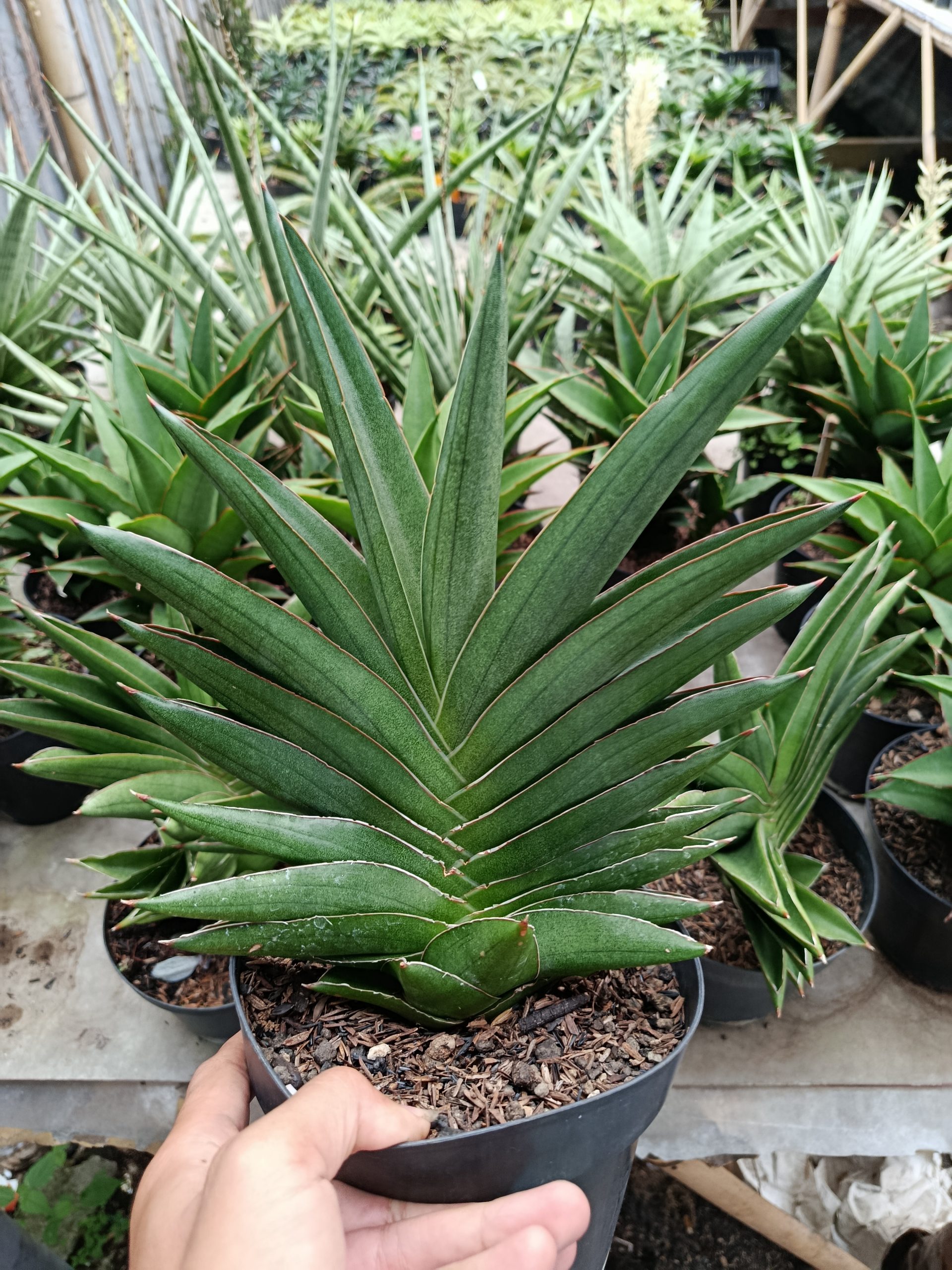 Sansevieria Andaman Size 25 Cm, real gallery image #1 plants. Picture taken directly from kaktus.id community Sansevieria farmer green houses.