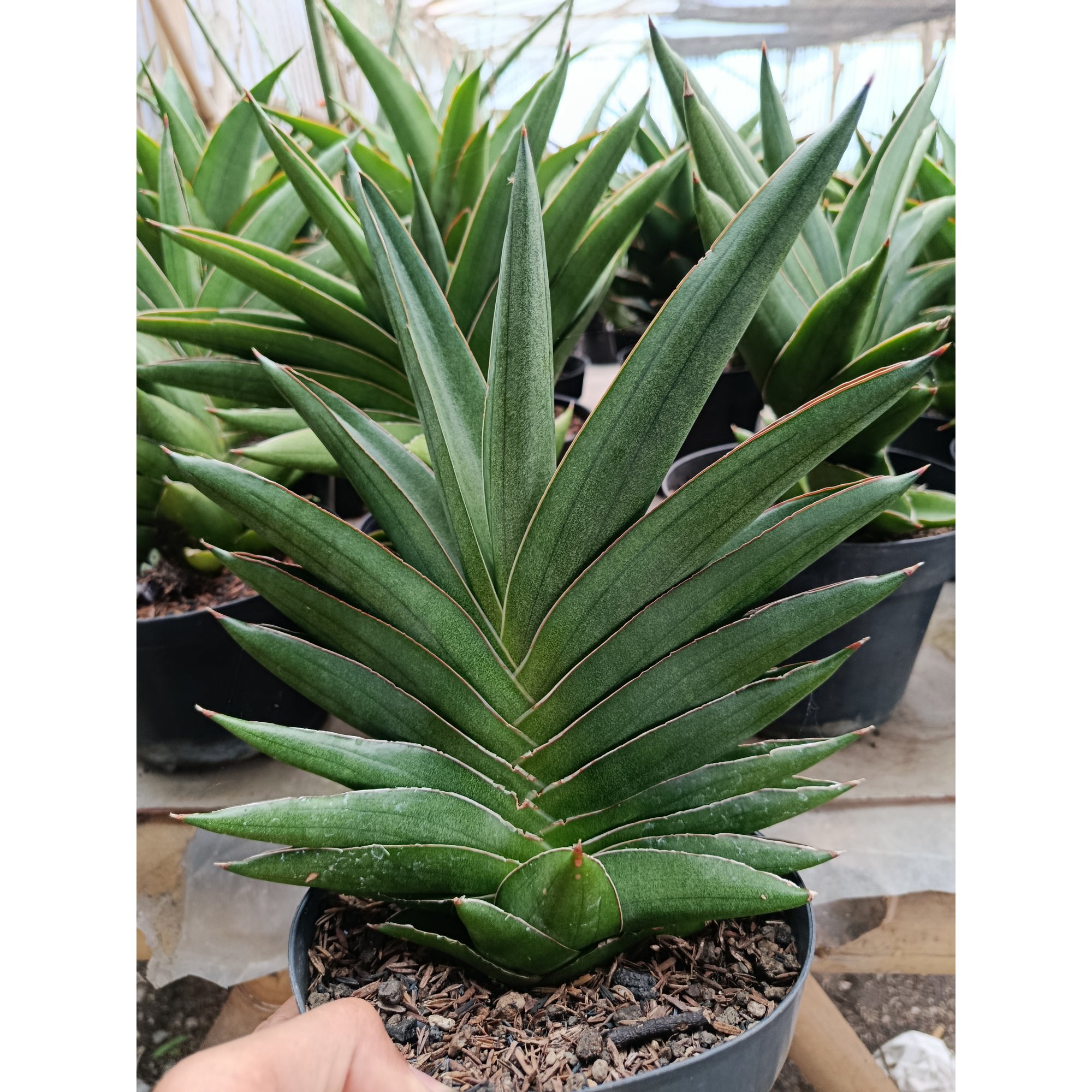 Sansevieria Andaman Size 25 Cm, real feature image plant. Picture taken directly from kaktus.id community Sansevieria farmer green houses.
