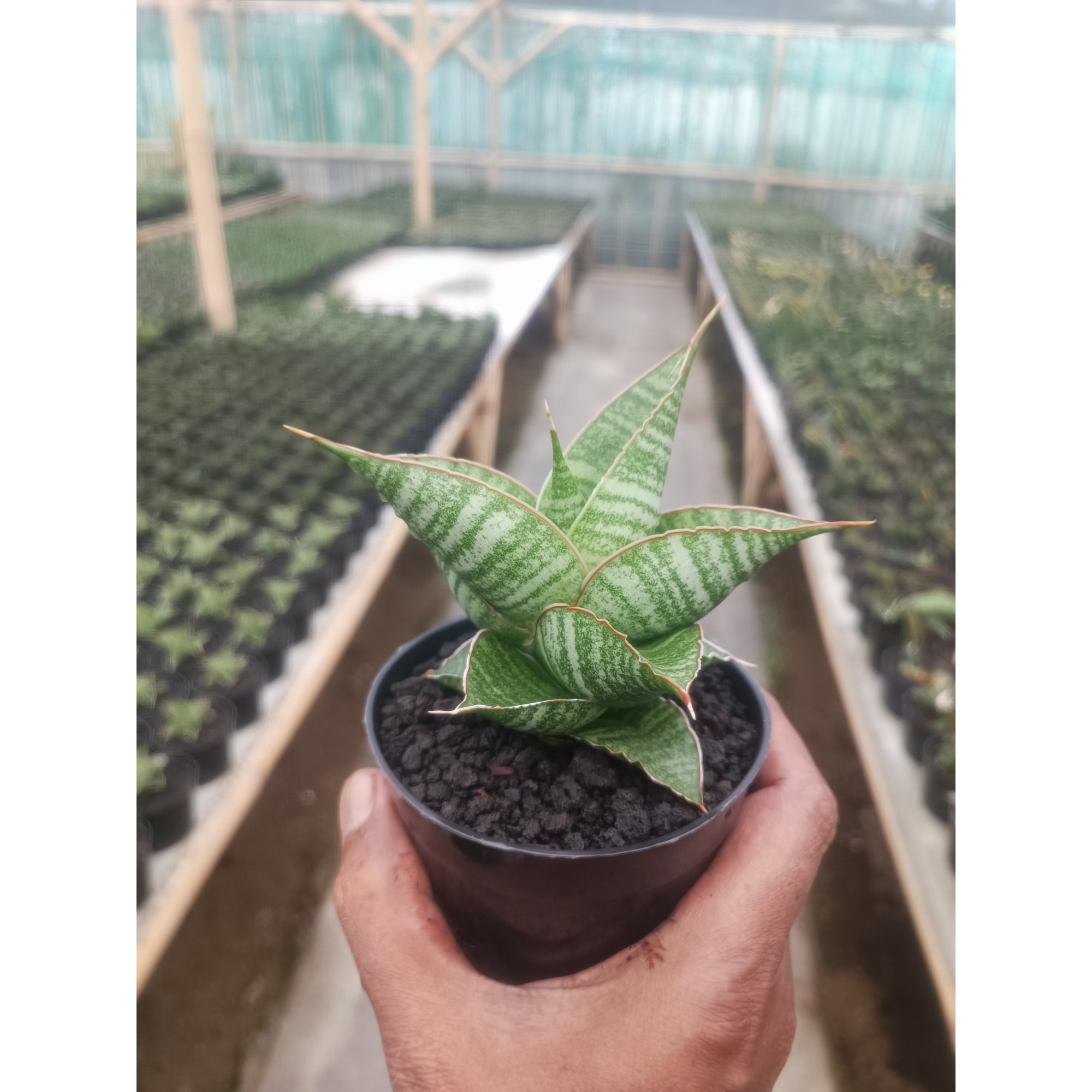 Sansevieria Aurora, real feature image plant. Picture taken directly from kaktus.id community Sansevieria farmer green houses.