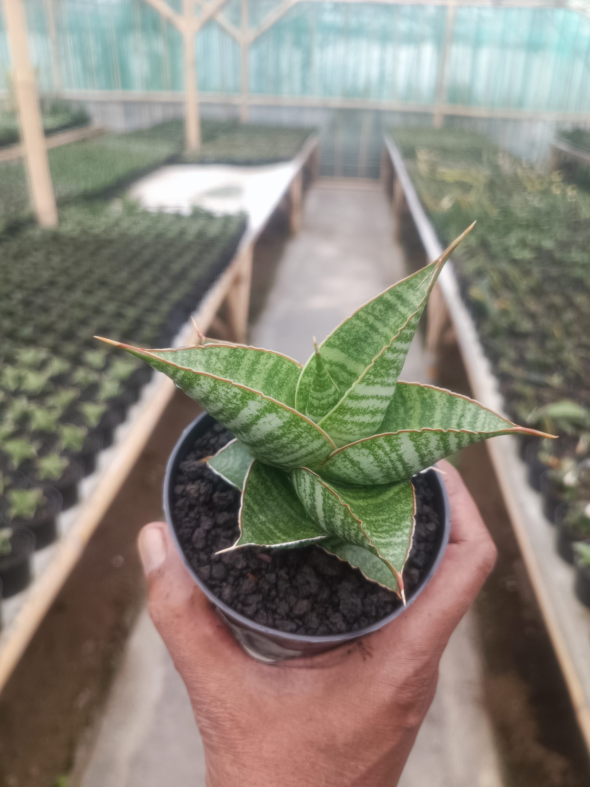 Sansevieria Aurora, real gallery image #1 plants. Picture taken directly from kaktus.id community Sansevieria farmer green houses.