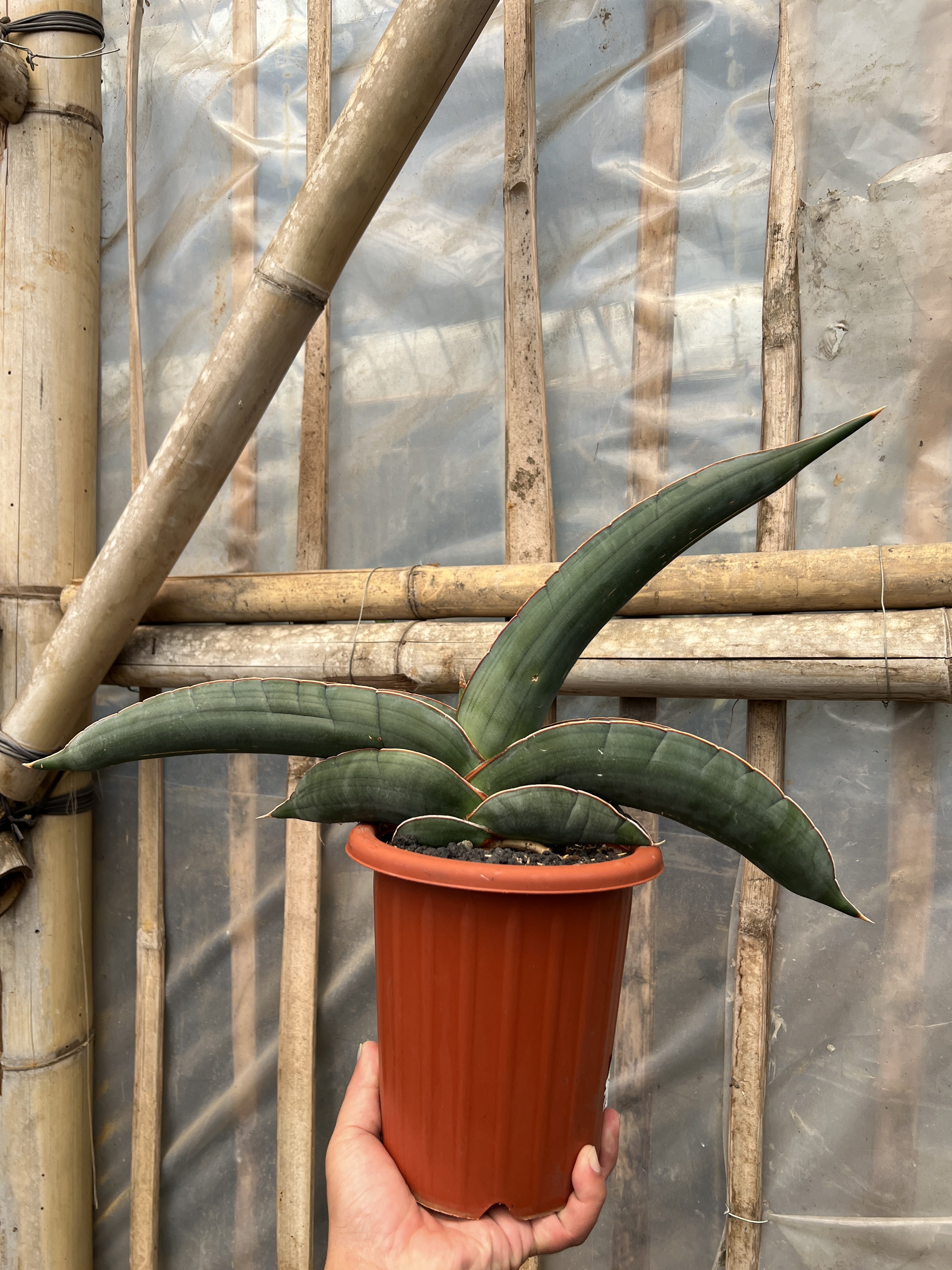 Sansevieria Banana size 25 cm, real gallery image #1 plants. Picture taken directly from kaktus.id community Sansevieria farmer green houses.