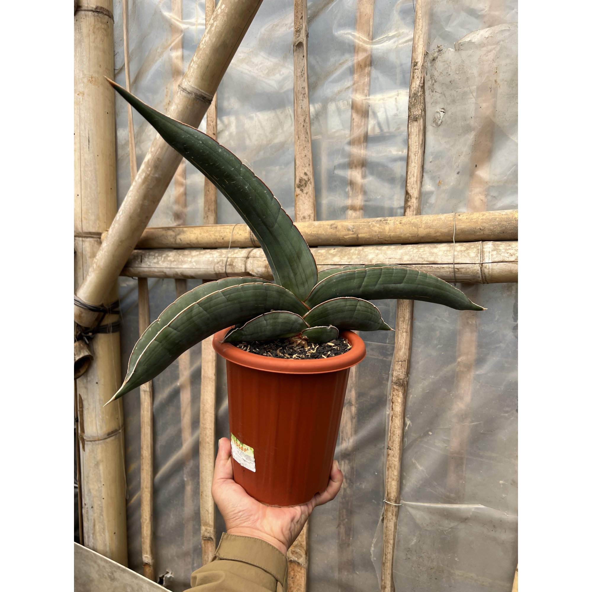 Sansevieria Banana size 25 cm, real feature image plant. Picture taken directly from kaktus.id community Sansevieria farmer green houses.