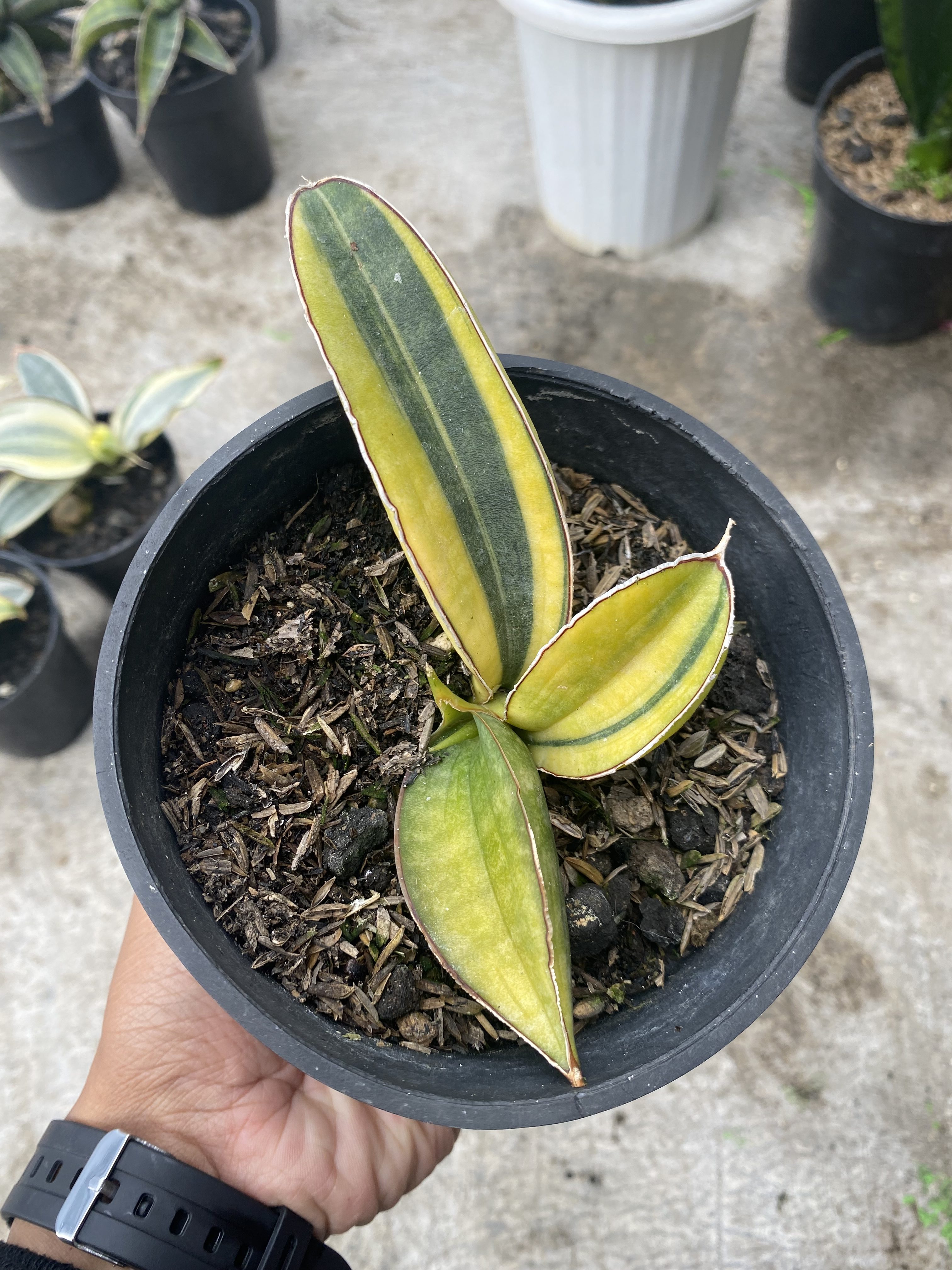 Sansevieria Baseball Variegated 3leaves, real gallery image #1 plants. Picture taken directly from kaktus.id community Sansevieria farmer green houses.