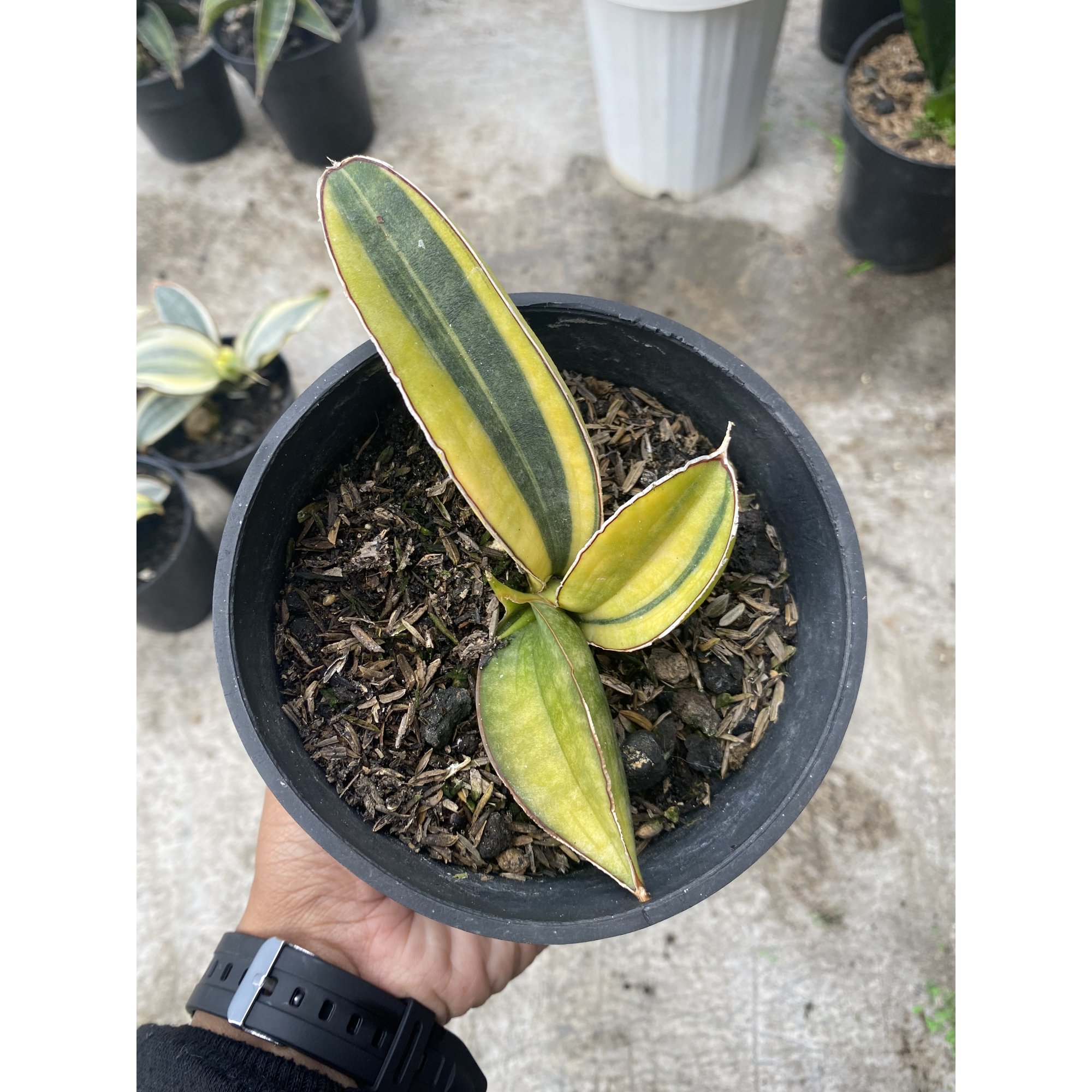 Sansevieria Baseball Variegated 3leaves, real feature image plant. Picture taken directly from kaktus.id community Sansevieria farmer green houses.