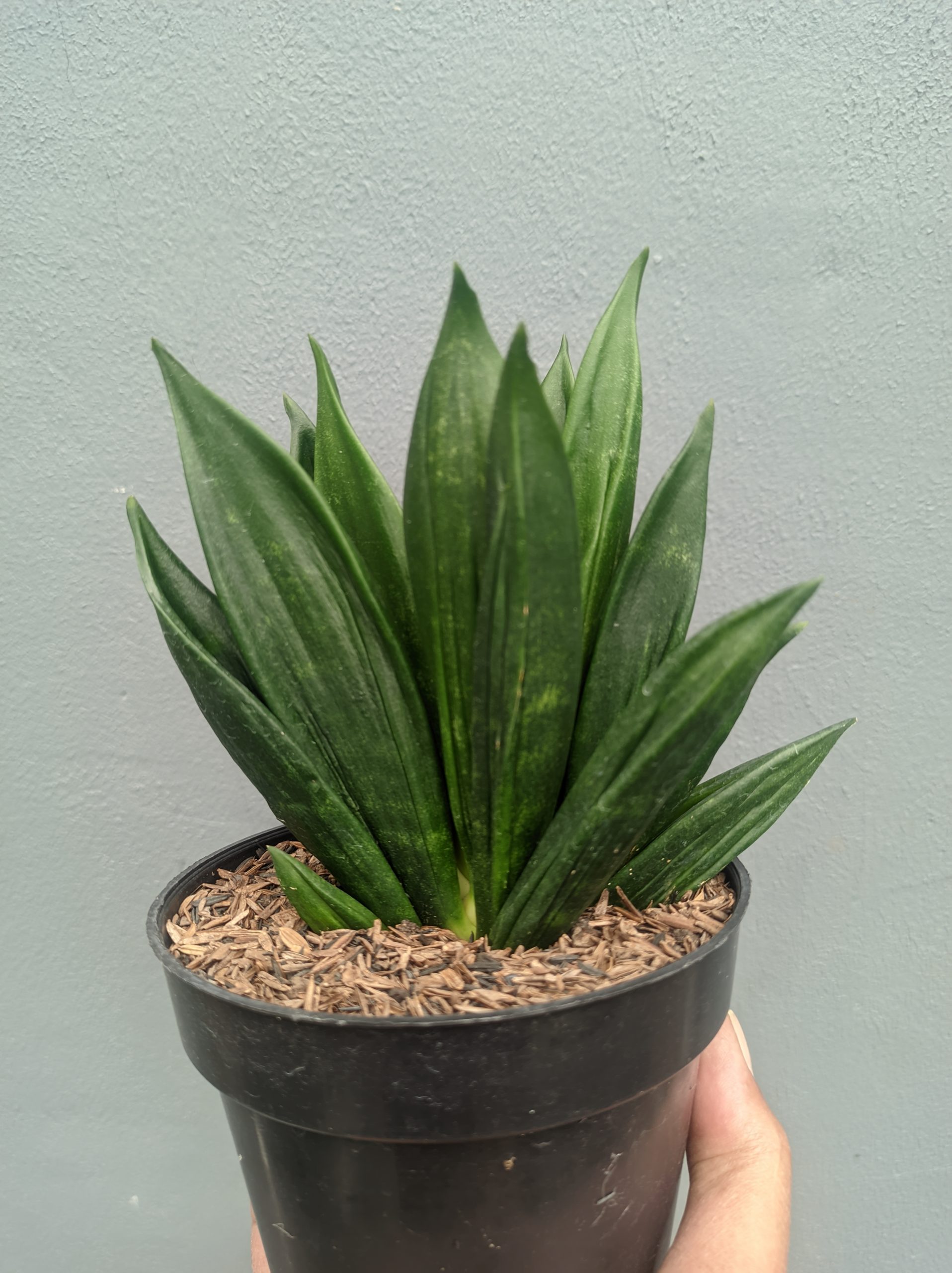 Sansevieria Black Angel, real gallery image #1 plants. Picture taken directly from kaktus.id community Sansevieria farmer green houses.