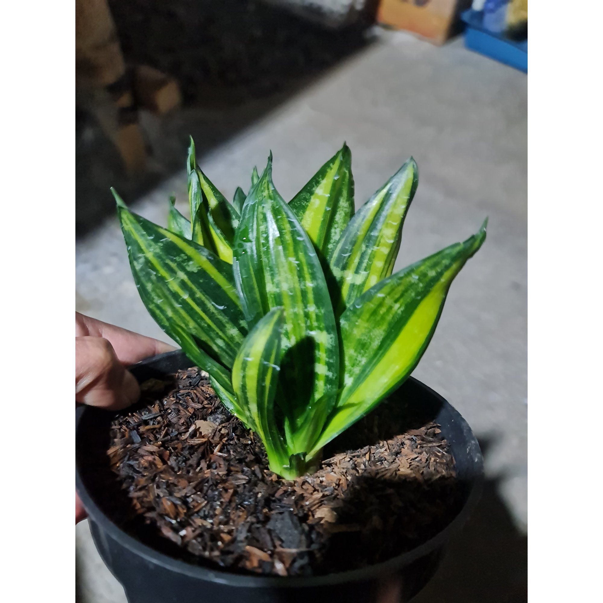Sansevieria Black Brazilian Variegated, real feature image plant. Picture taken directly from kaktus.id community Sansevieria farmer green houses.